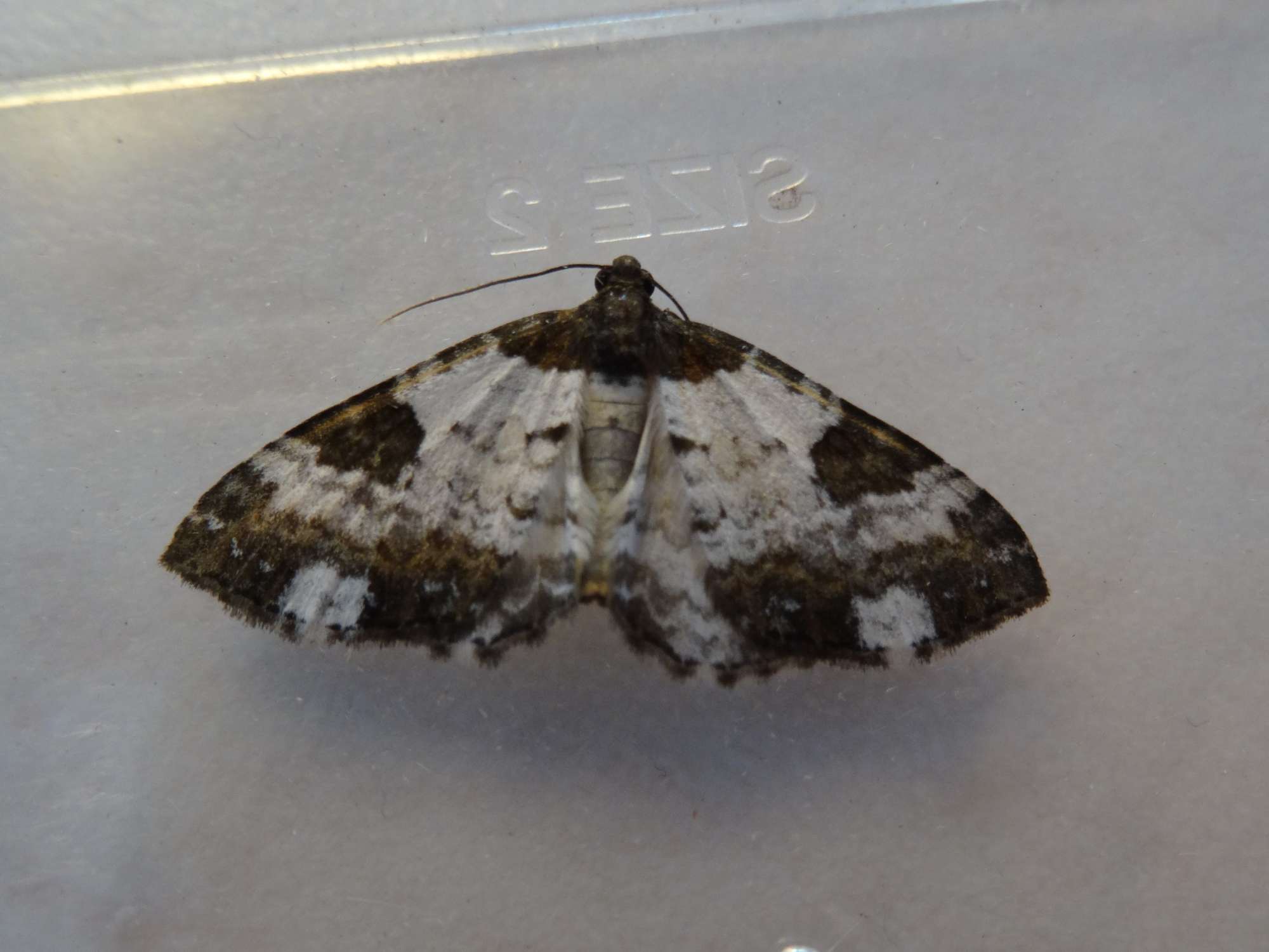 Pretty Chalk Carpet (Melanthia procellata) photographed in Somerset by Christopher Iles