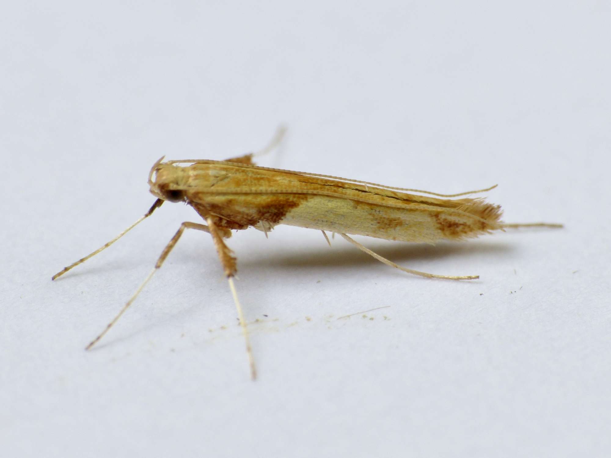 Red Birch Slender (Caloptilia betulicola) photographed in Somerset by Paul Wilkins