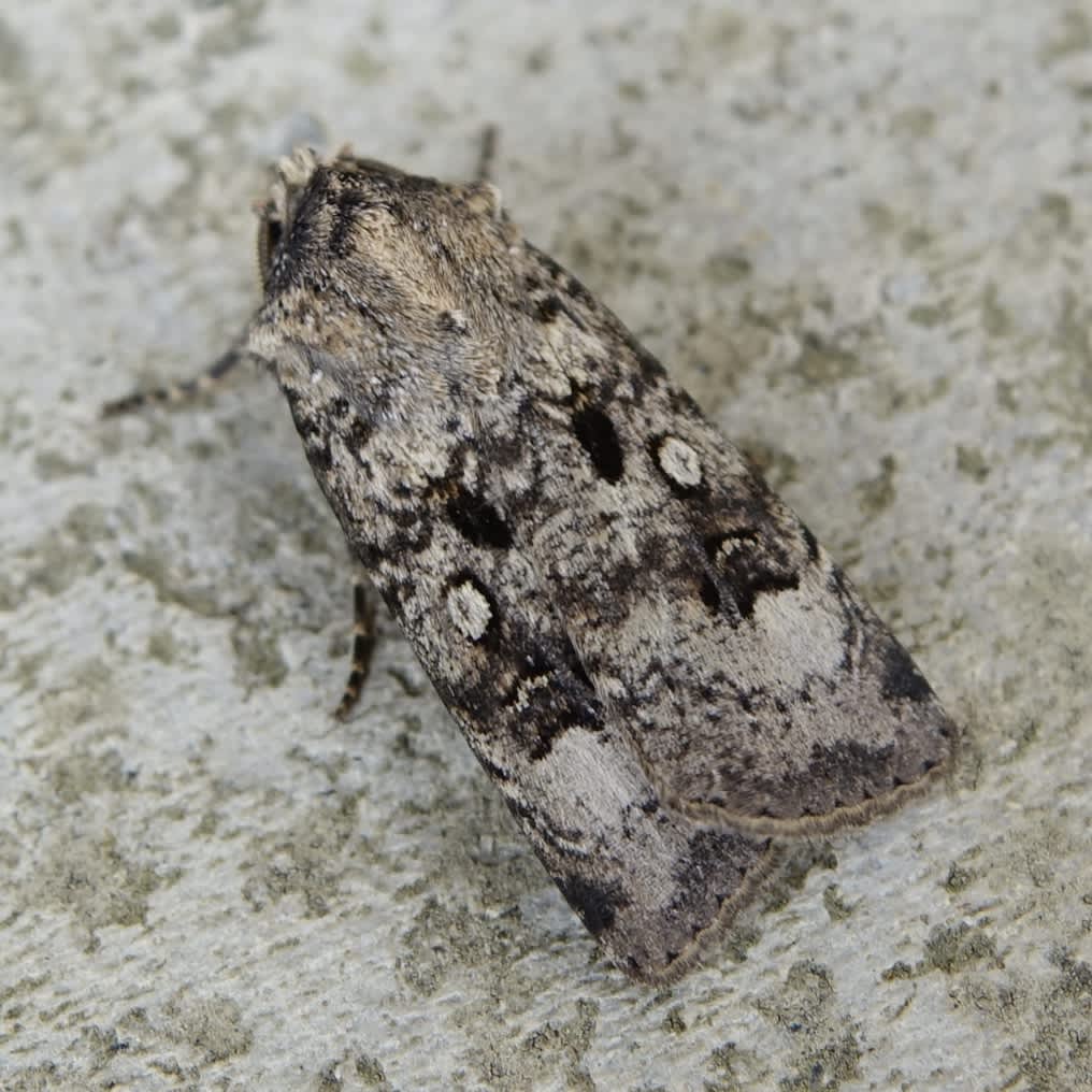 Crescent Dart (Agrotis trux) photographed in Somerset by Sue Davies