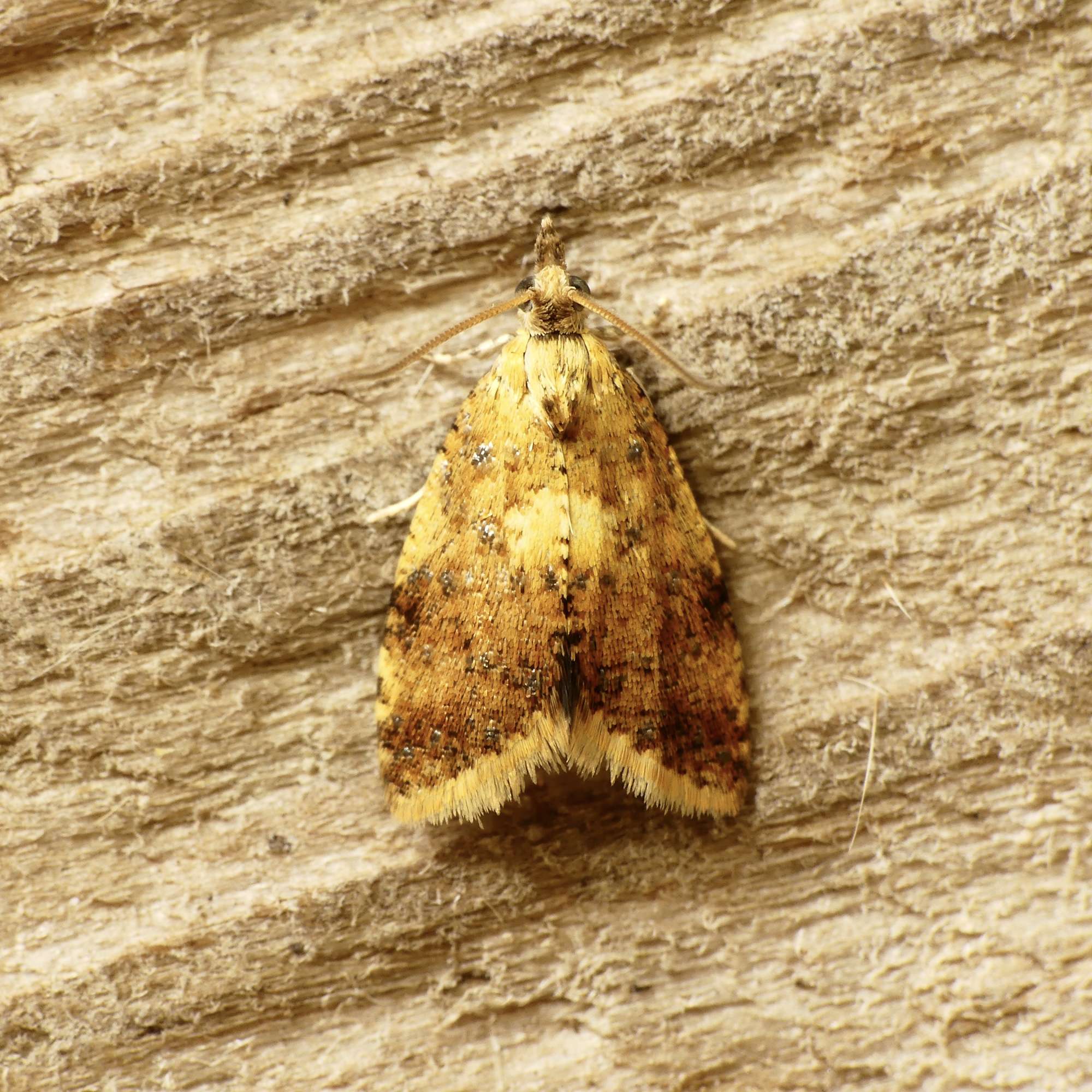 Yellow-spot Tortrix (Pseudargyrotoza conwagana) photographed in Somerset by Paul Wilkins