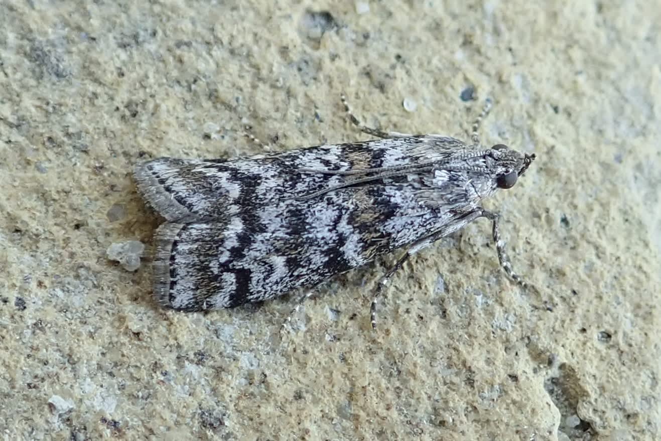 Dark Pine Knot-horn (Dioryctria abietella) photographed in Somerset by Sue Davies