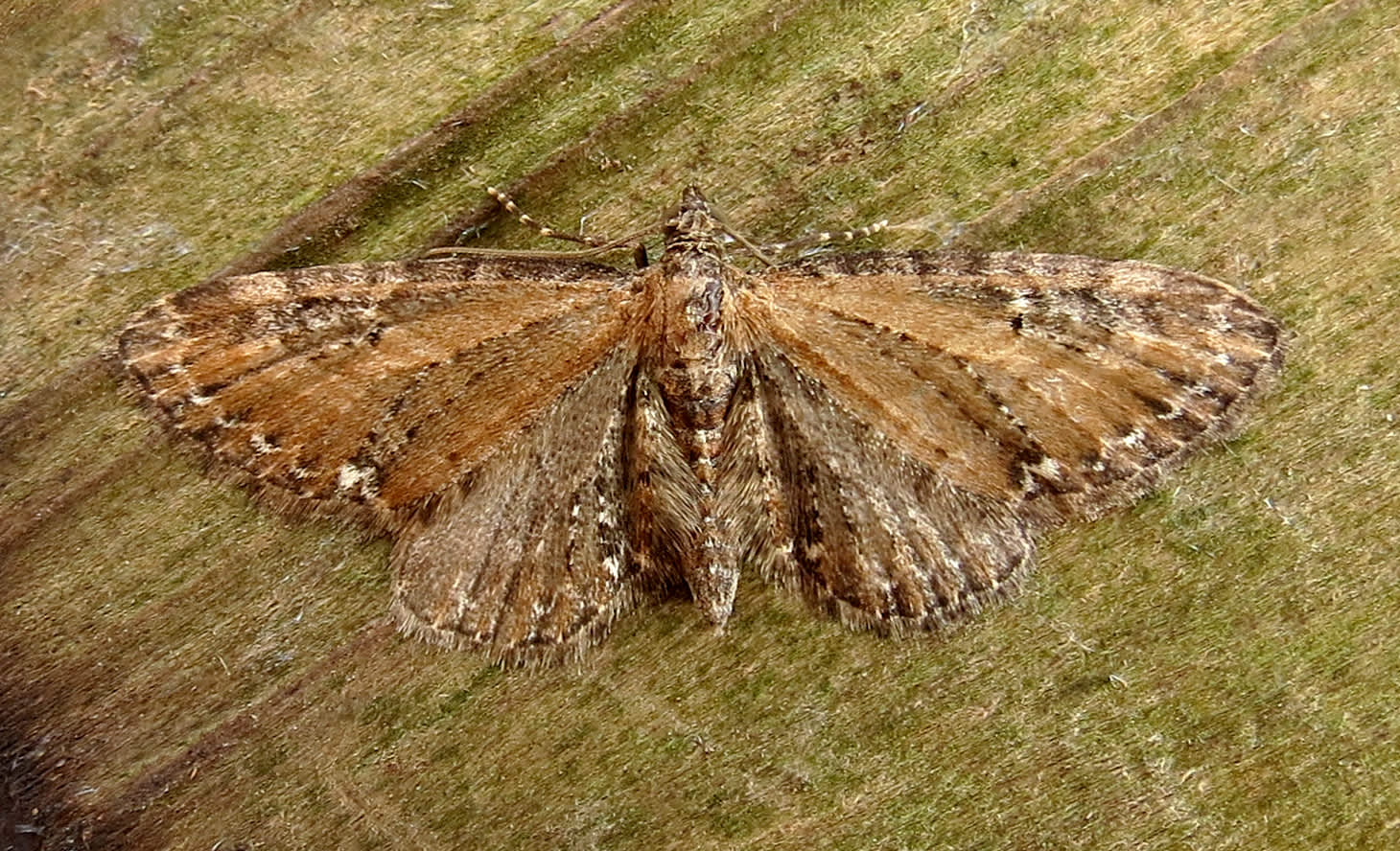 Common Pug (Eupithecia vulgata) photographed in Somerset by Steve Chapple