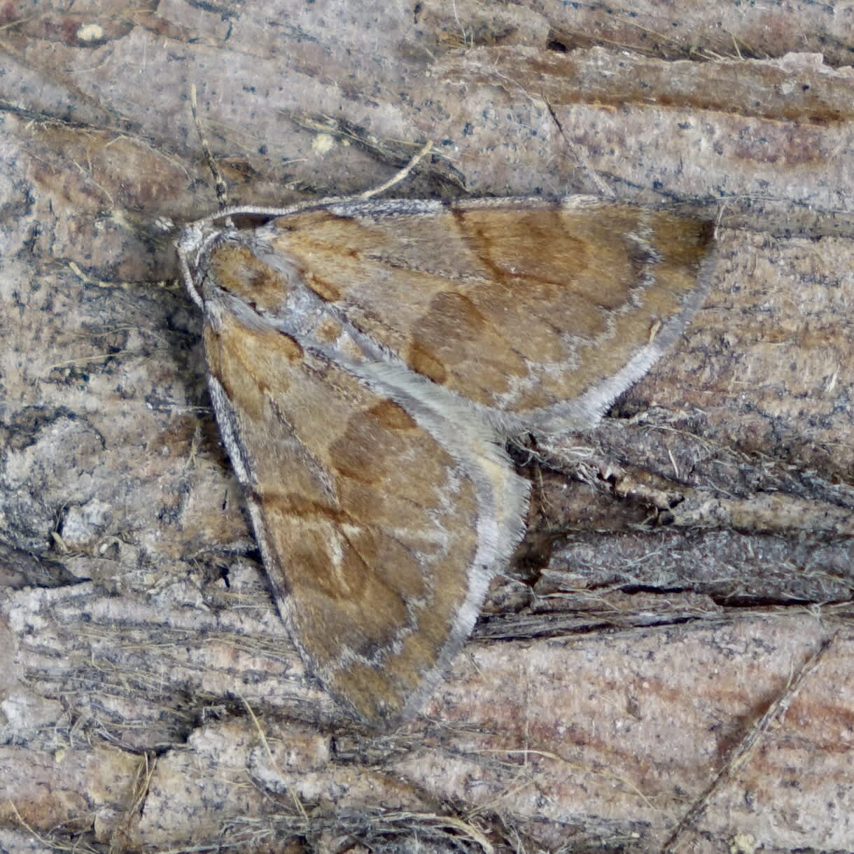 Pine Carpet (Pennithera firmata) photographed in Somerset by Sue Davies