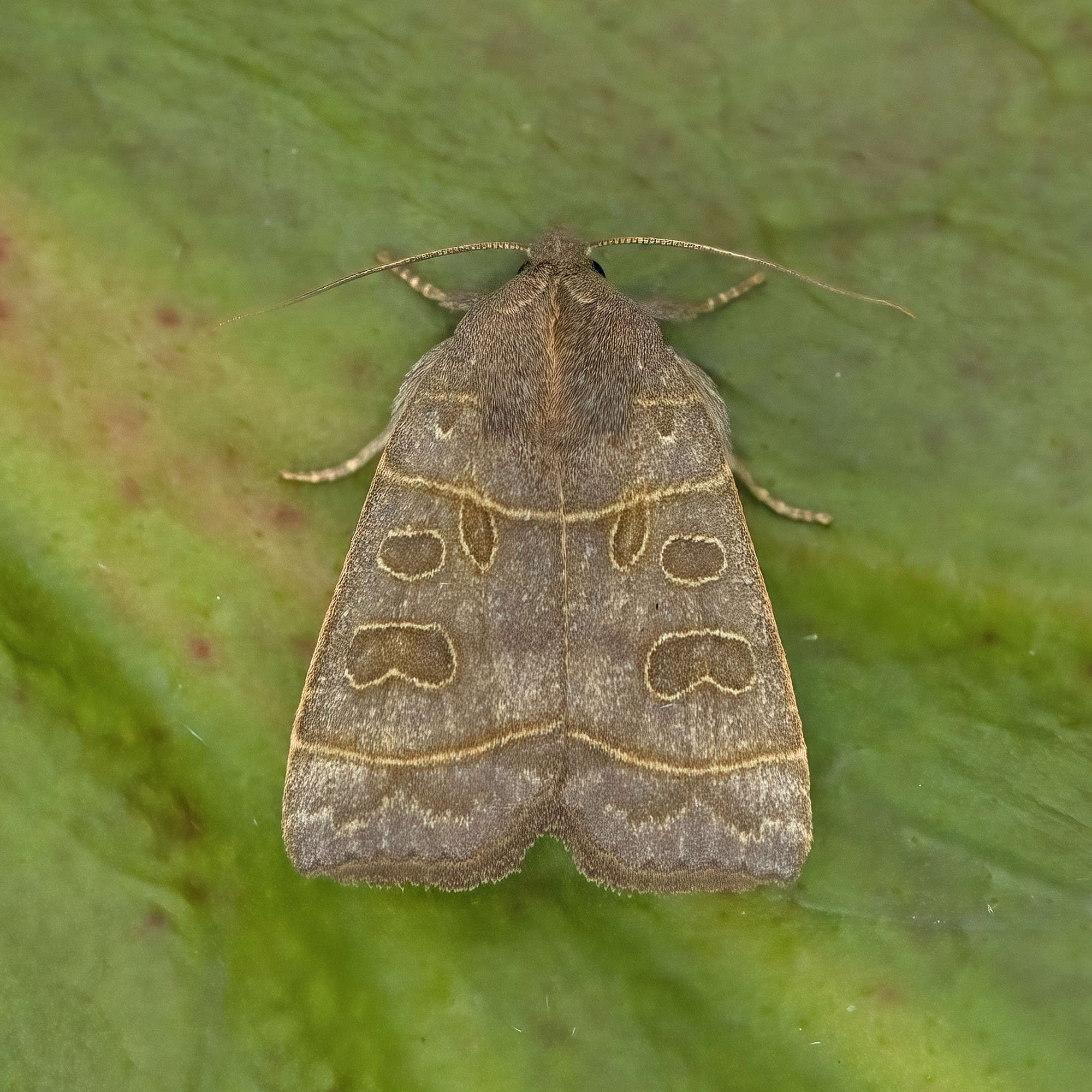 The Olive (Ipimorpha subtusa) photographed in Somerset by Nigel Voaden