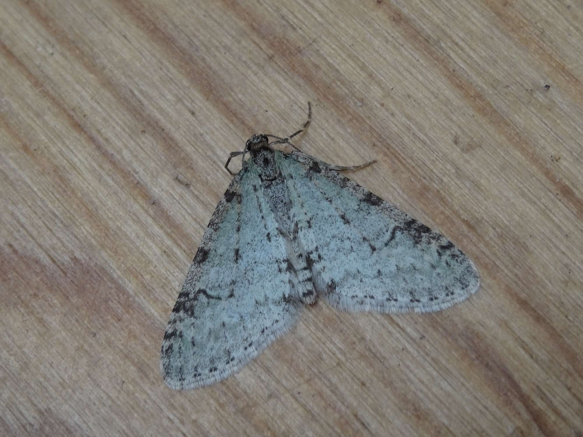 Mottled Grey (Colostygia multistrigaria) photographed in Somerset by Christopher Iles