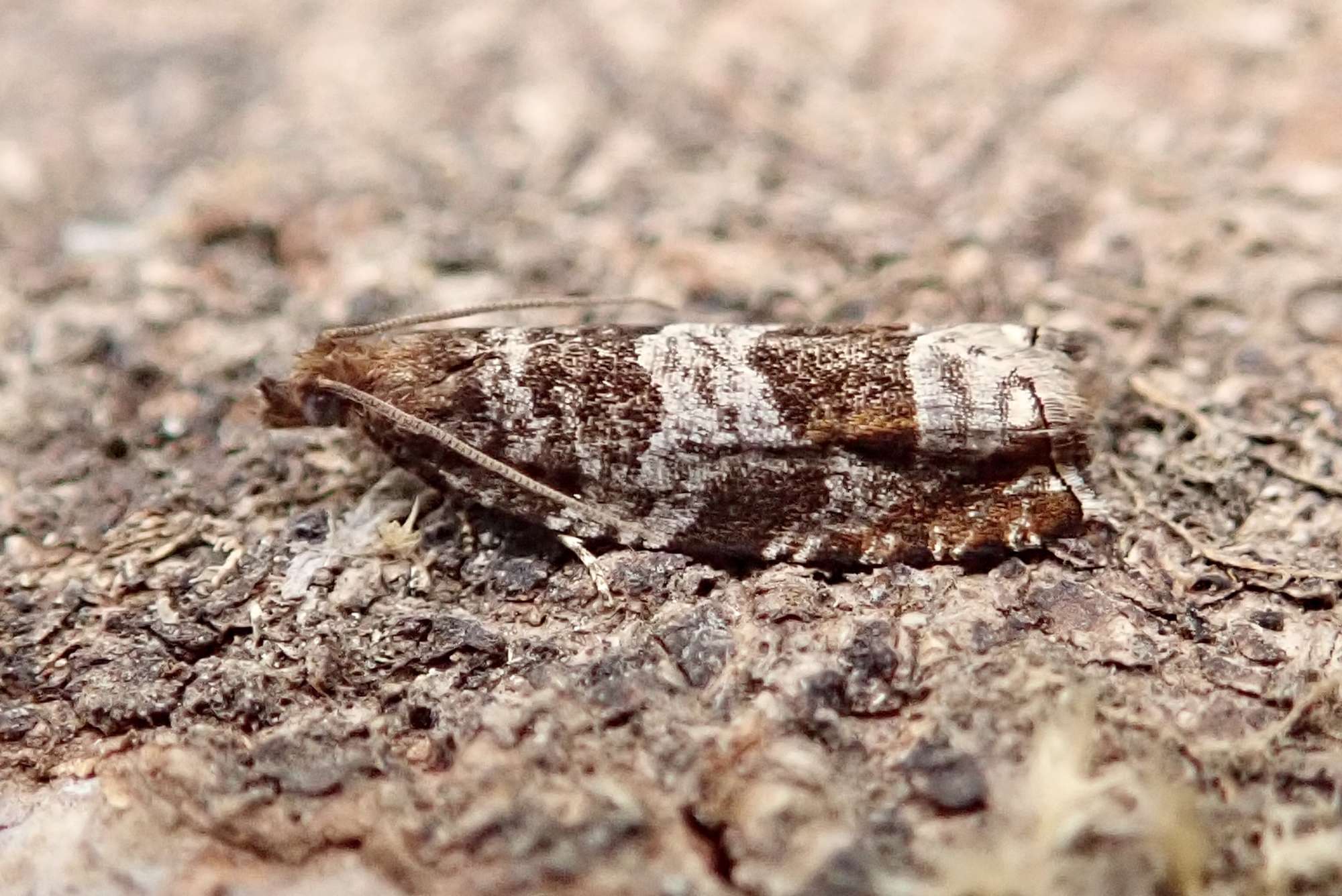 Triangle-marked Roller (Ancylis achatana) photographed in Somerset by Sue Davies