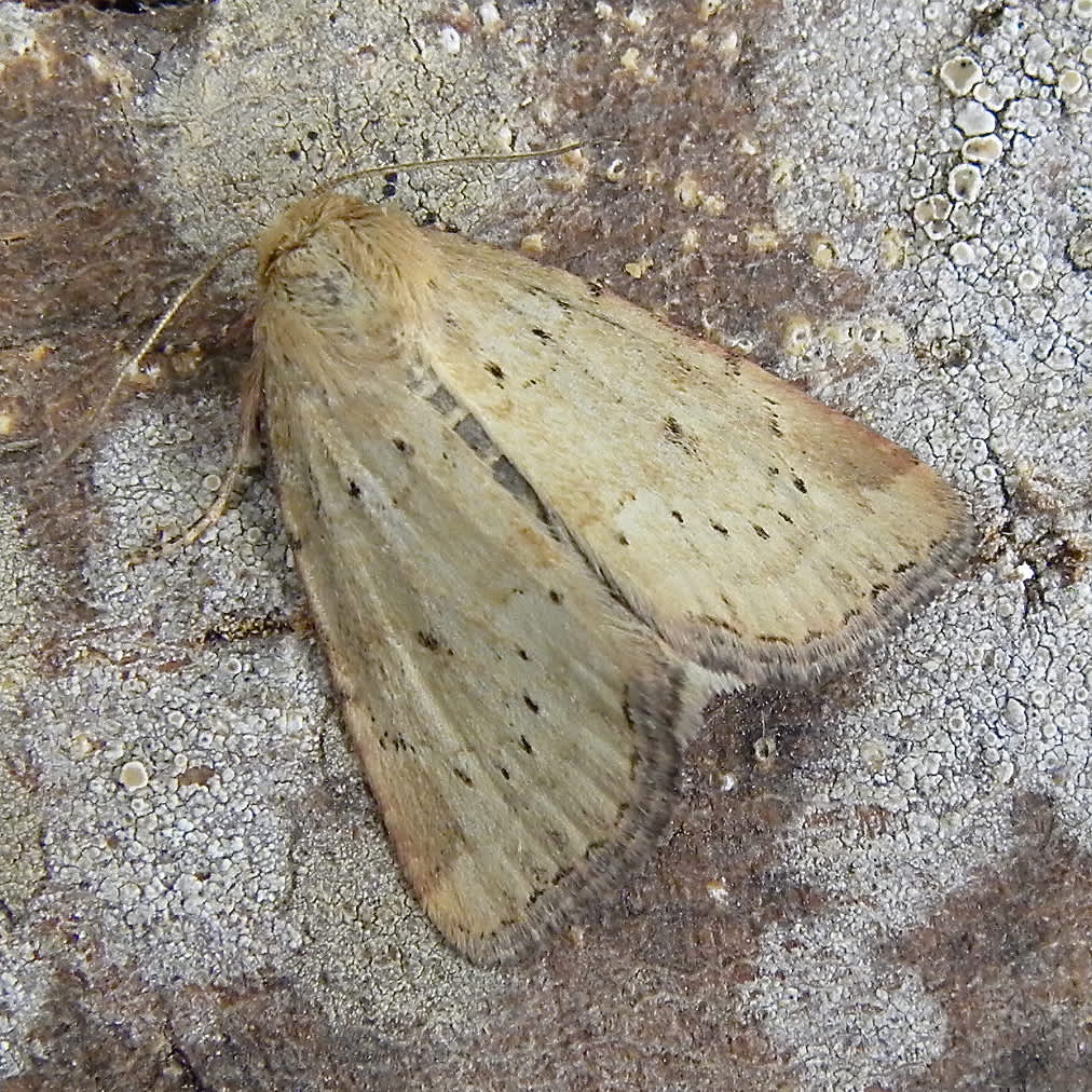 Small Dotted Buff (Photedes minima) photographed in Somerset by Sue Davies