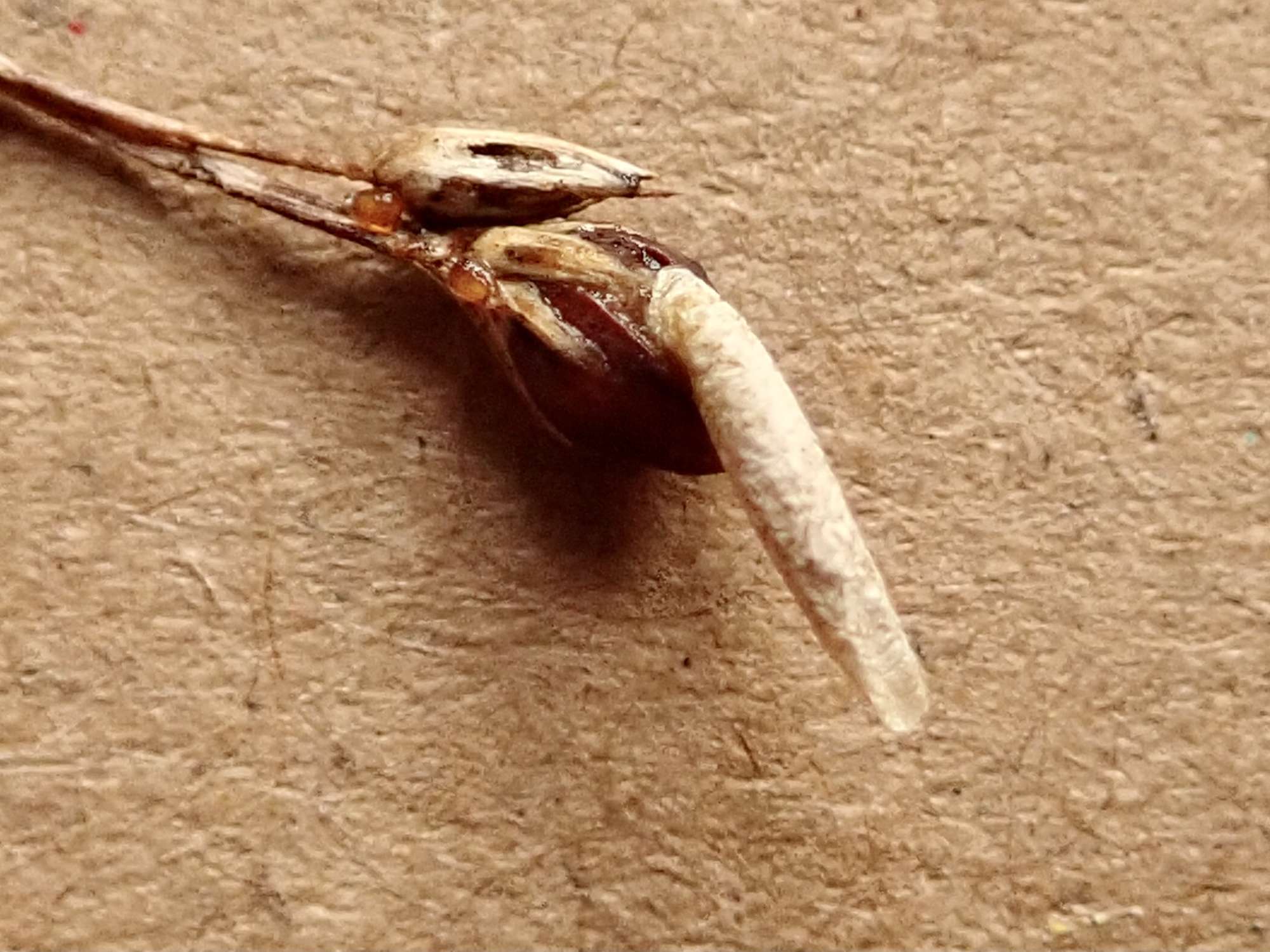 Grey Rush Case-bearer (Coleophora glaucicolella) photographed in Somerset by Sue Davies