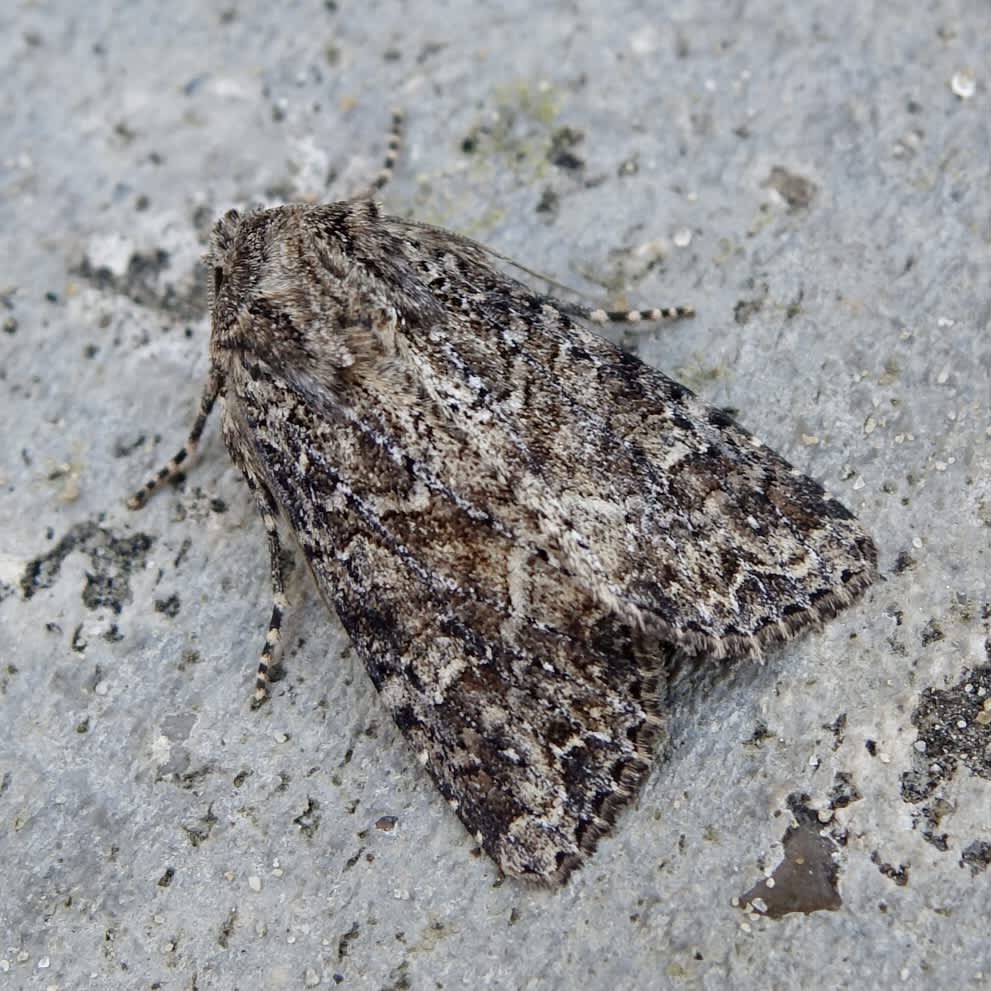 Dusky Brocade (Apamea remissa) photographed in Somerset by Sue Davies
