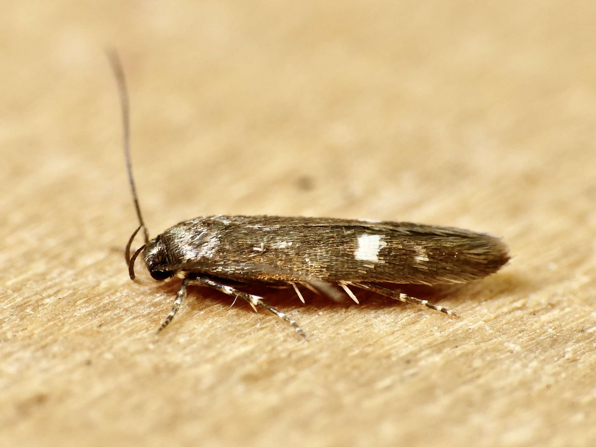 Clouded Mompha (Mompha langiella) photographed in Somerset by Paul Wilkins
