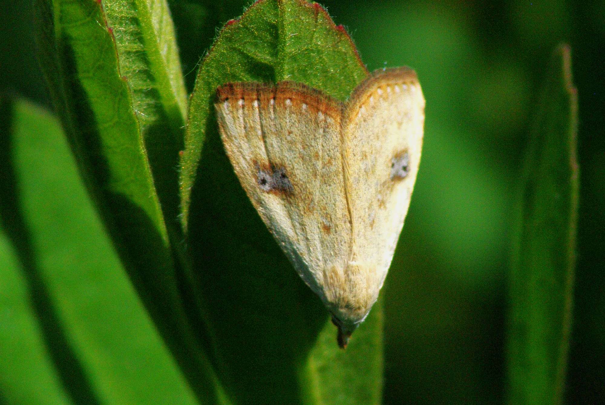 Straw Dot (Rivula sericealis) photographed in Somerset by John Connolly