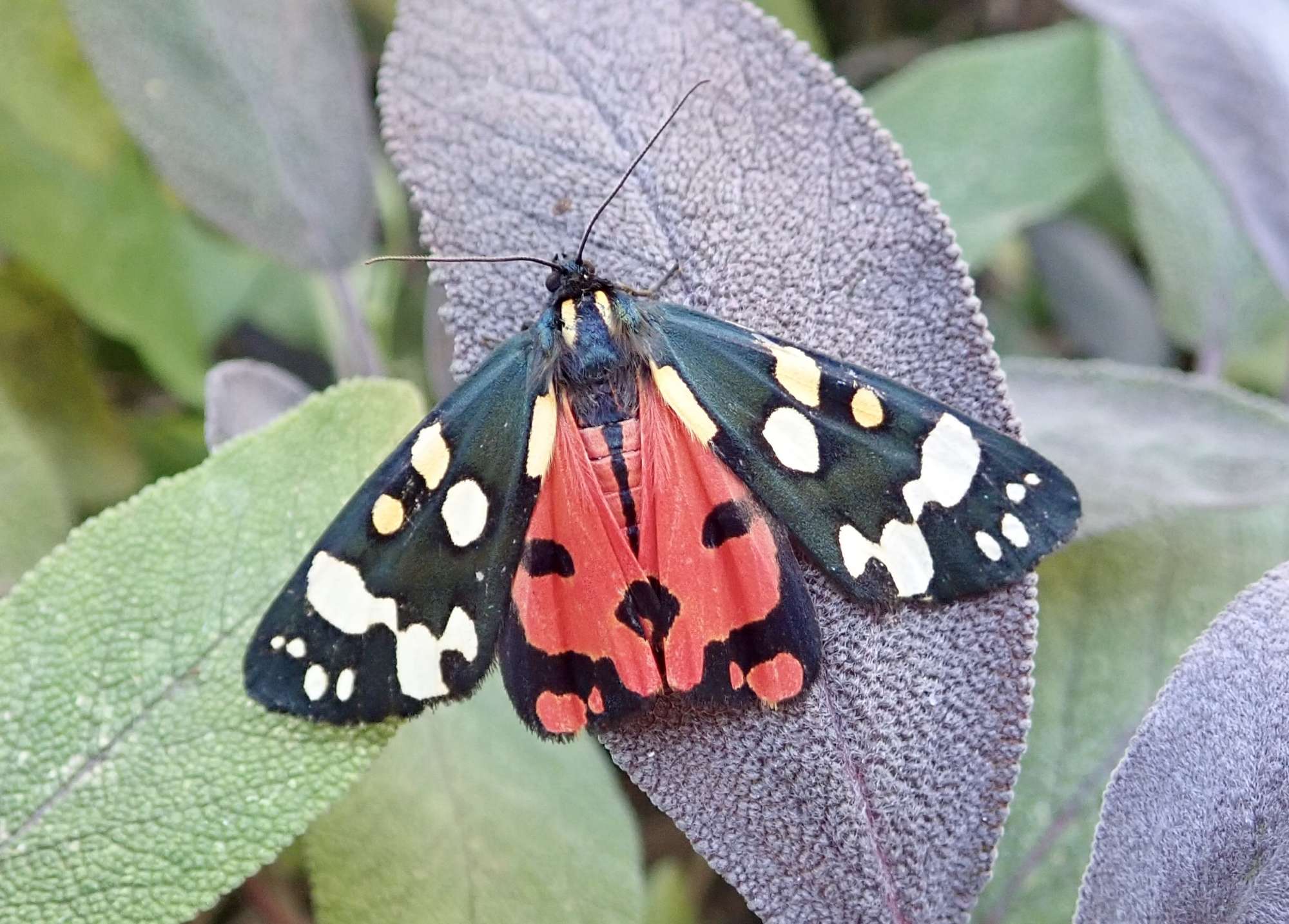 Scarlet Tiger (Callimorpha dominula) photographed in Somerset by Sue Davies