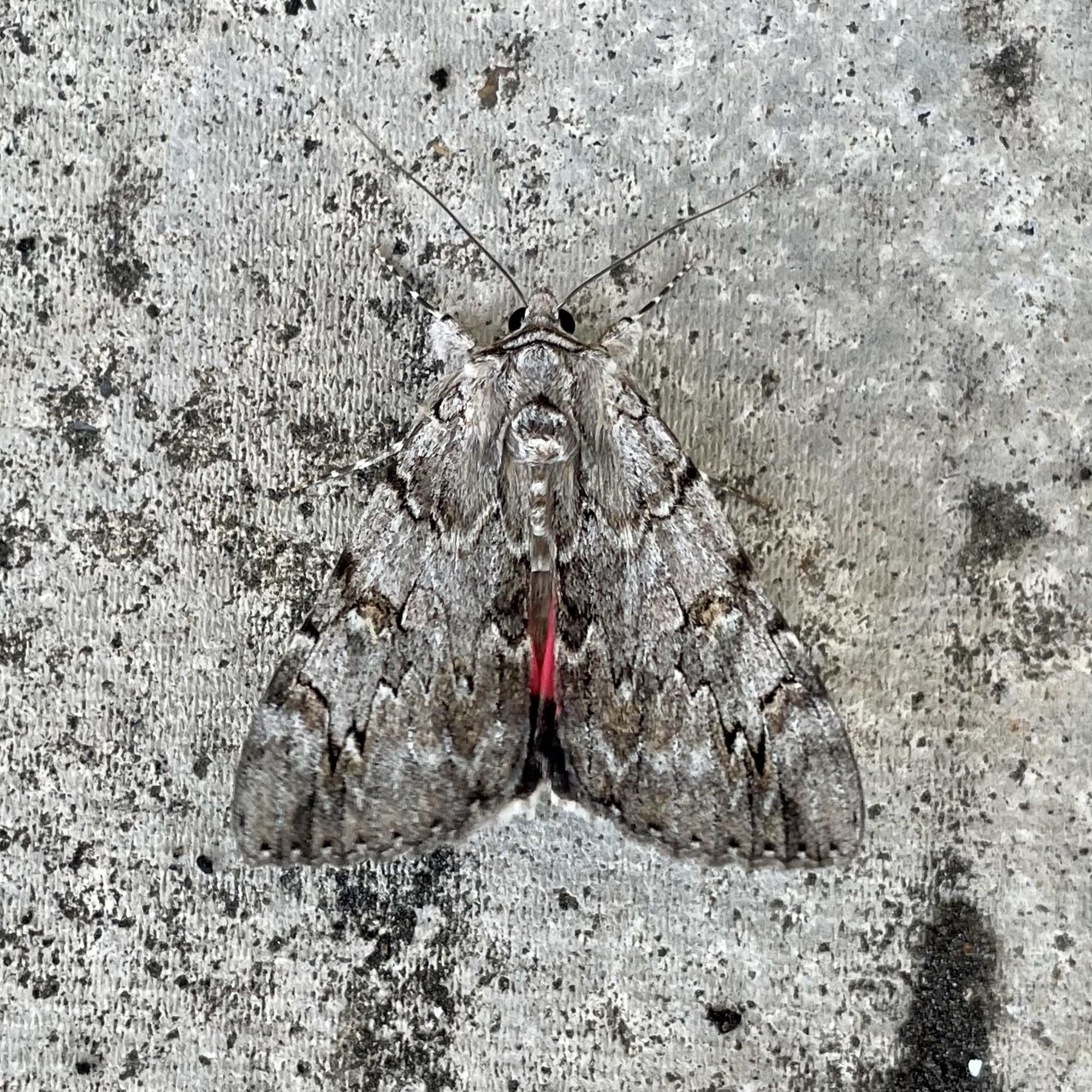 Rosy Underwing (Catocala electa) photographed in Somerset by Sue Davies