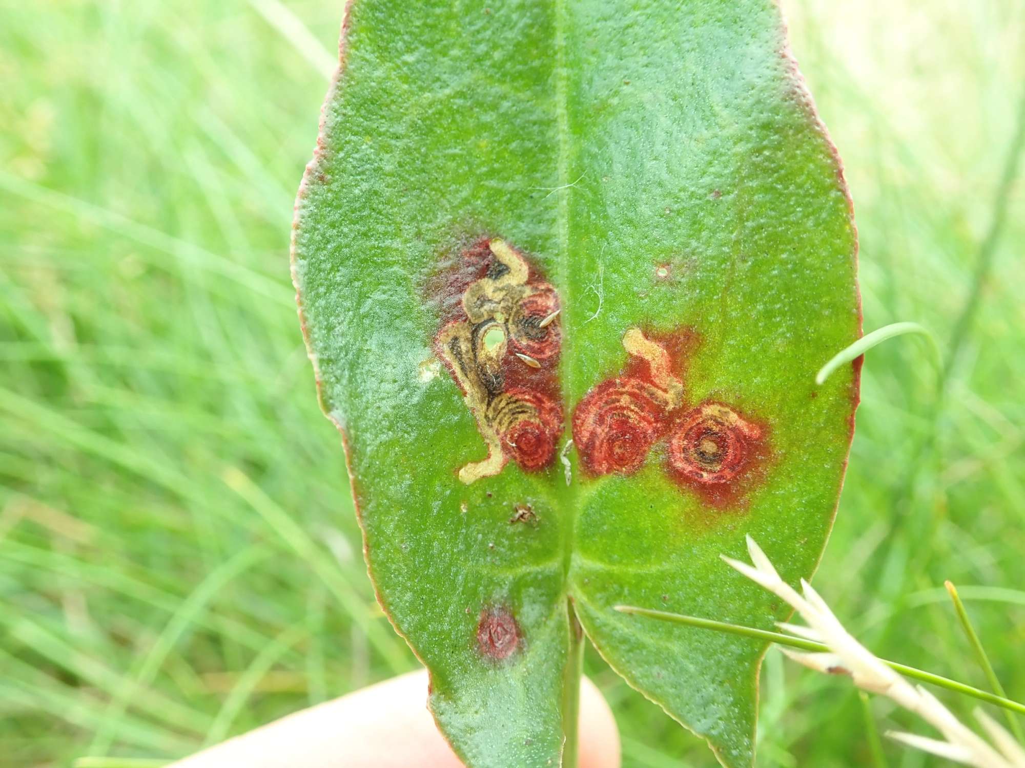 Sorrel Pigmy (Enteucha acetosae) photographed in Somerset by Christopher Iles