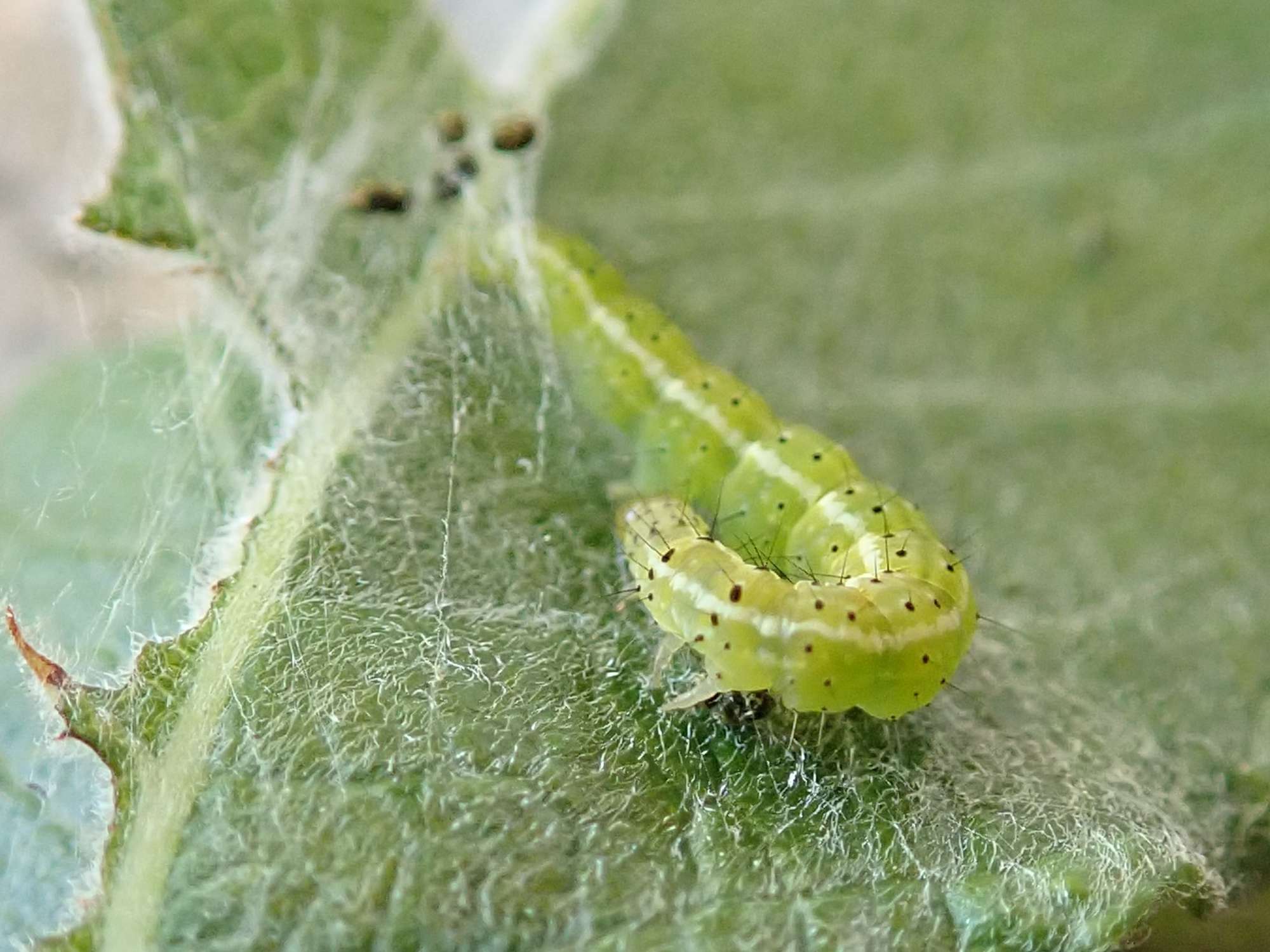 White-shouldered Smudge (Ypsolopha parenthesella) photographed in Somerset by Christopher Iles