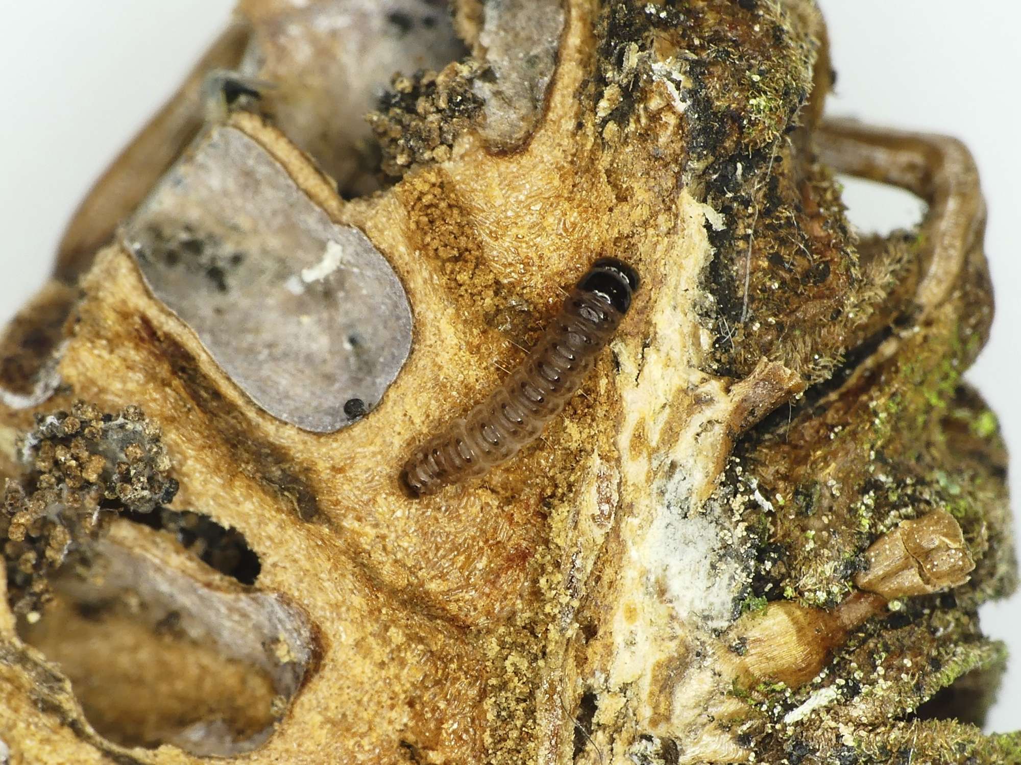 Dingy Dowd (Blastobasis adustella) photographed in Somerset by Paul Wilkins