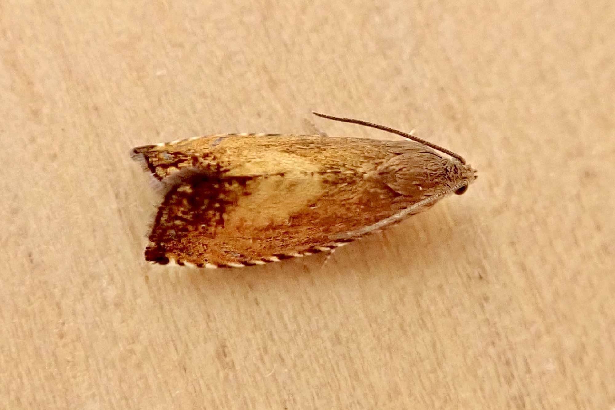 Sycamore Piercer (Pammene aurita) photographed in Somerset by Sue Davies