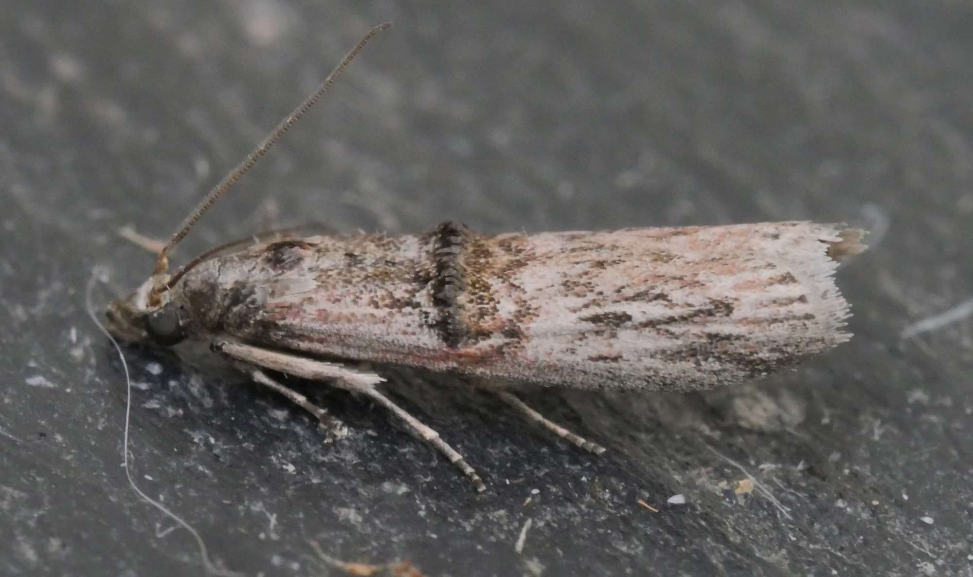 Spindle Knot-horn (Nephopterix angustella) photographed in Somerset by Jenny Vickers