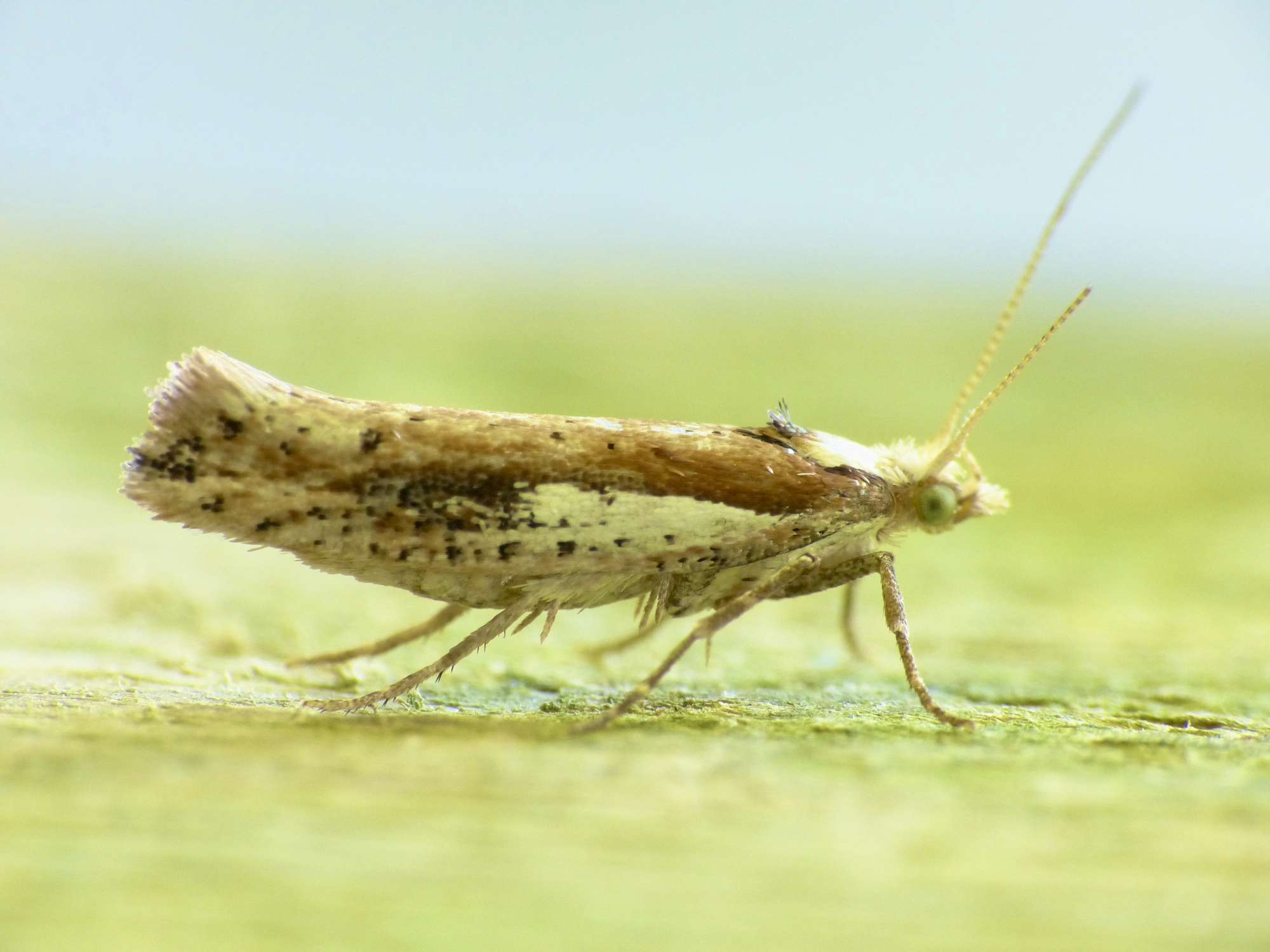 White-shouldered Smudge (Ypsolopha parenthesella) photographed in Somerset by Paul Wilkins