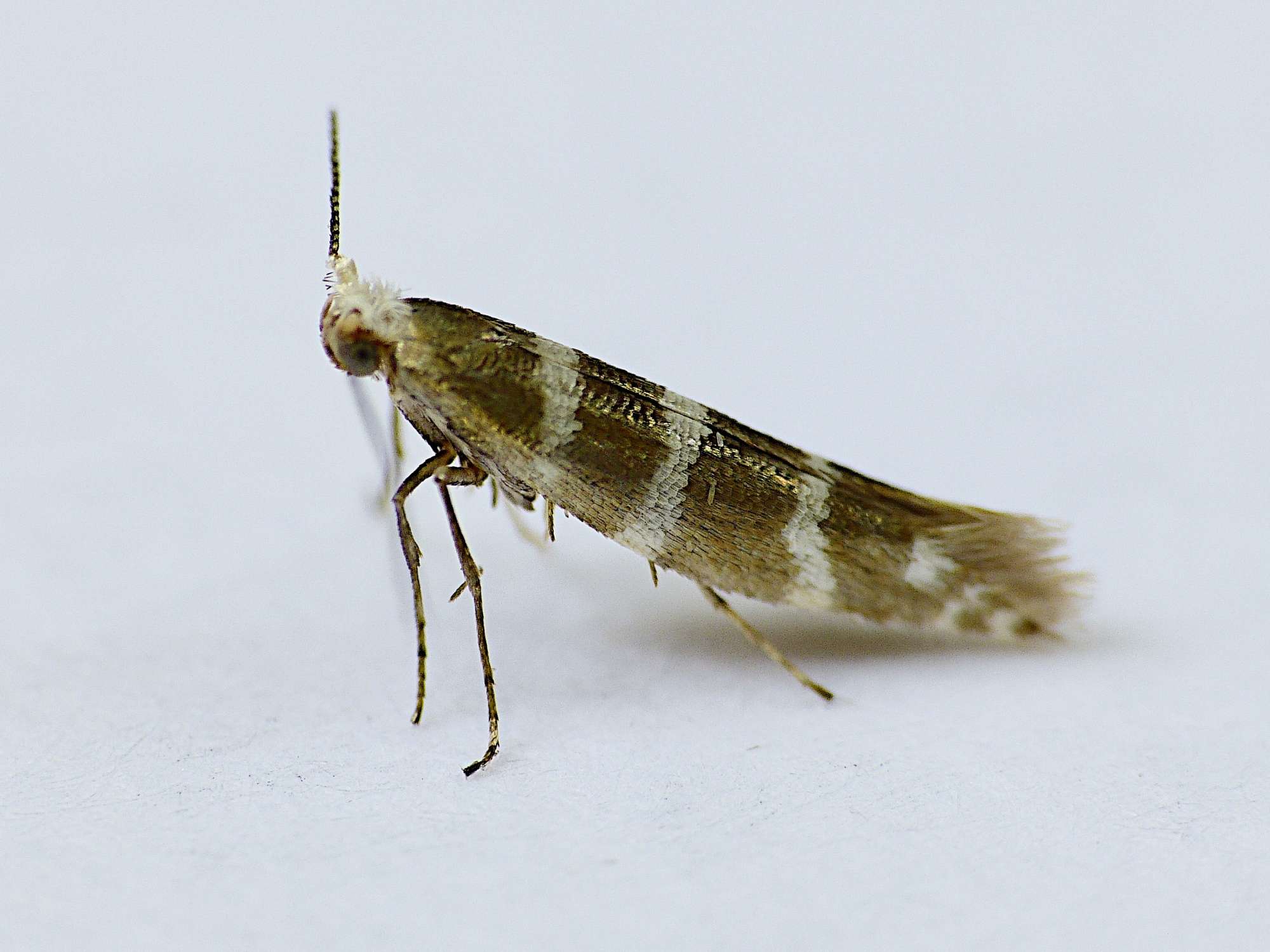 Triple-barred Argent (Argyresthia trifasciata) photographed in Somerset by Paul Wilkins