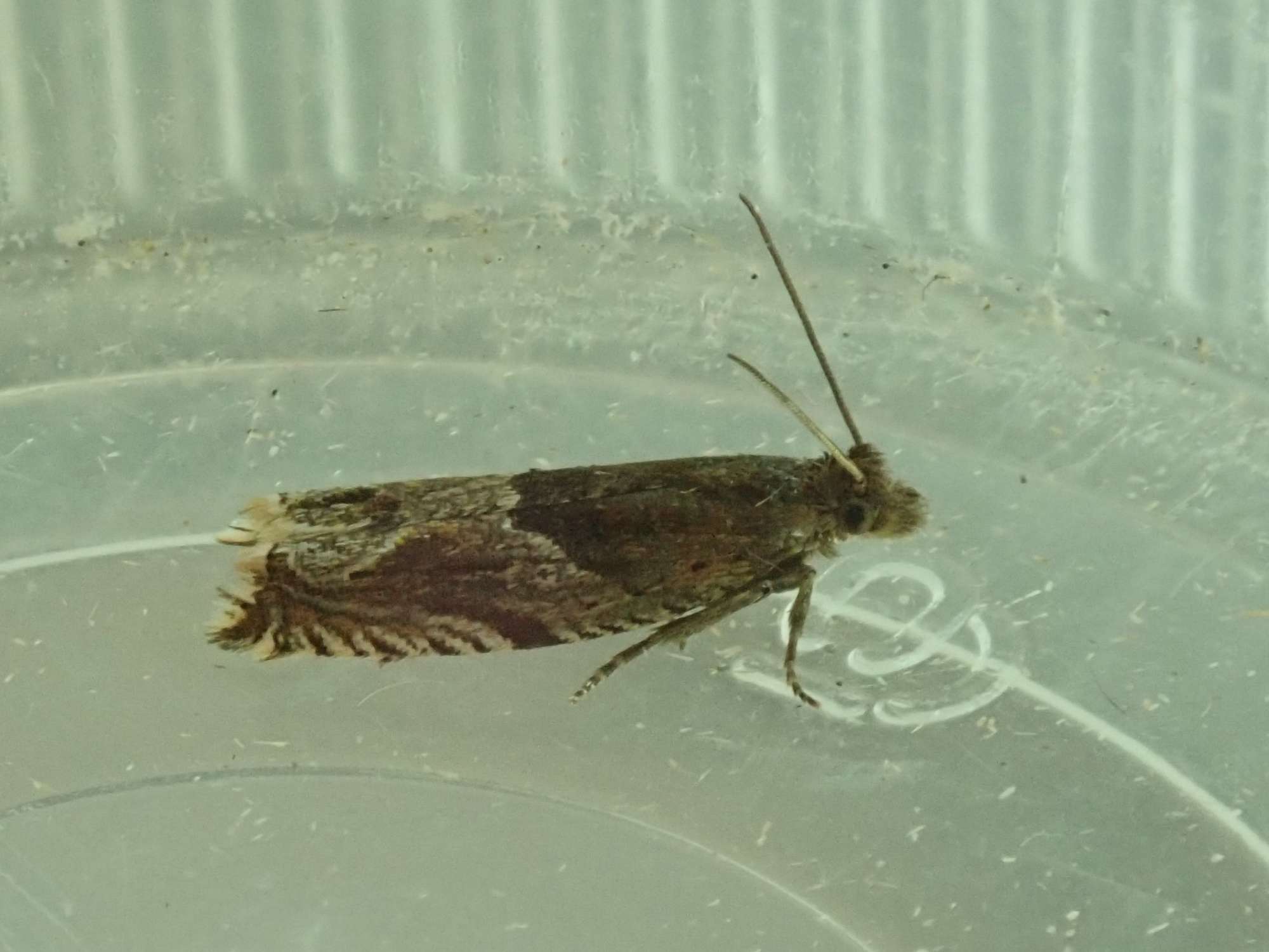 Little Roller (Ancylis comptana) photographed in Somerset by Christopher Iles