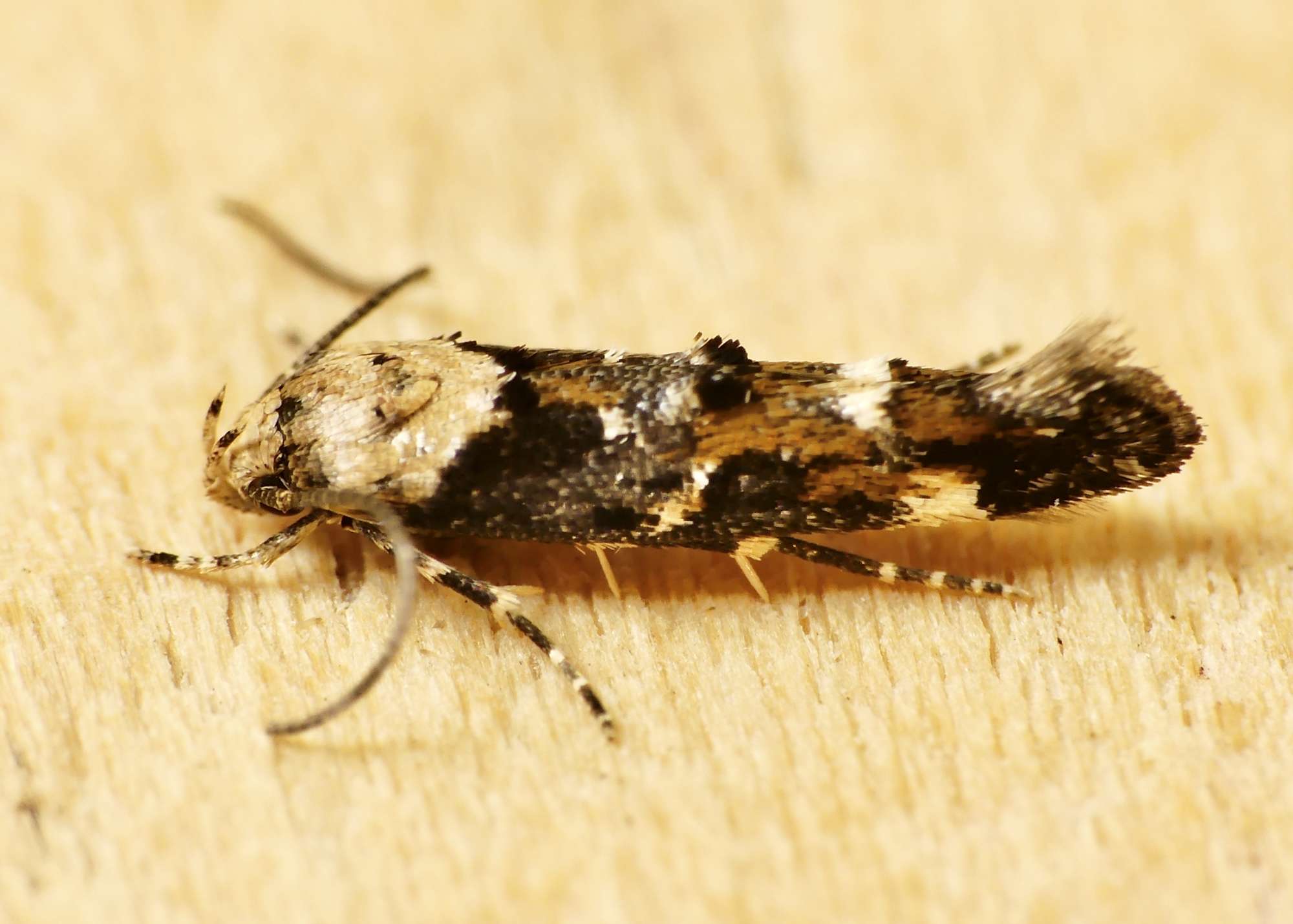 Rust-blotch Mompha (Mompha lacteella) photographed in Somerset by Paul Wilkins