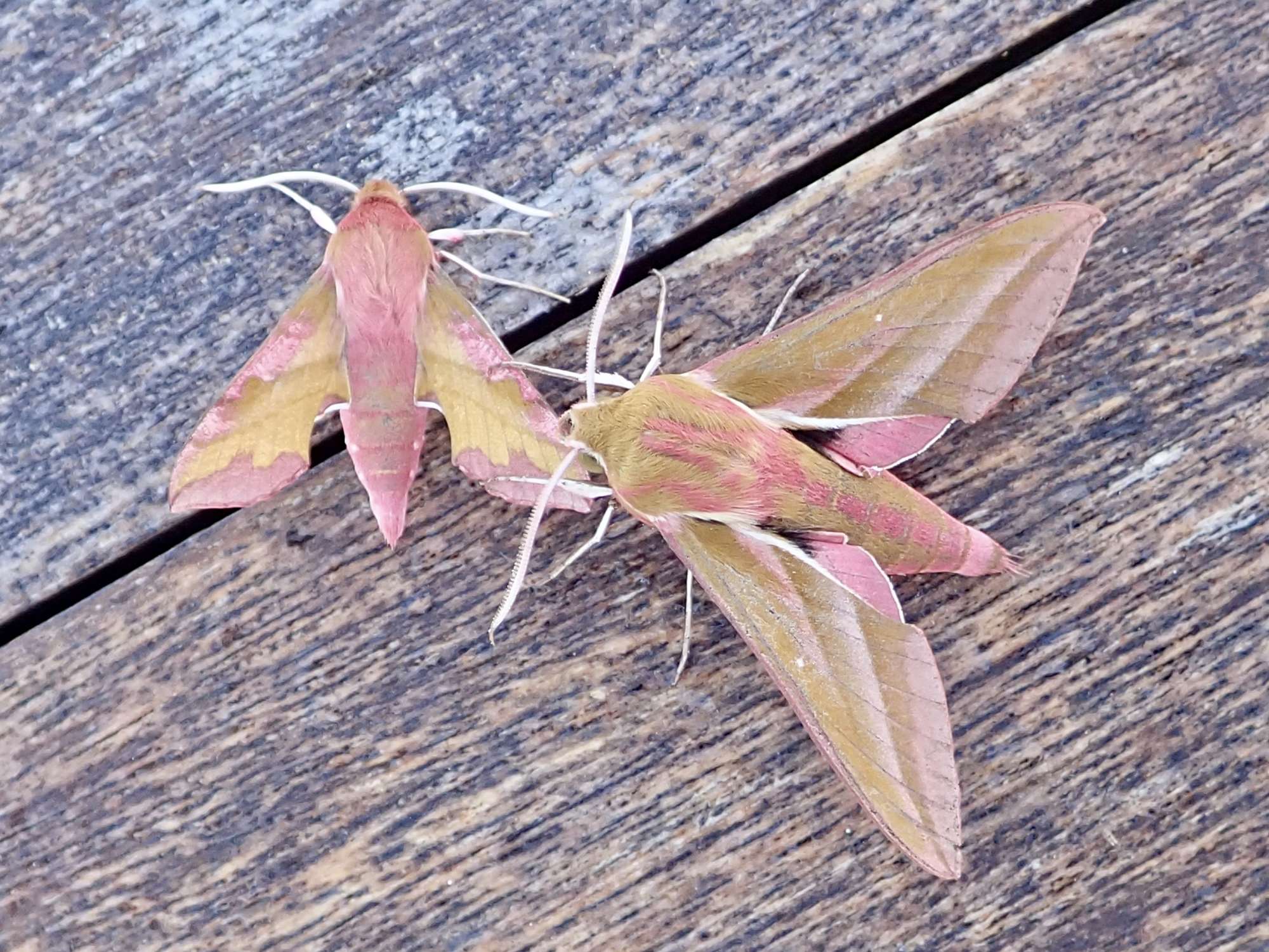 Elephant Hawk-moth (Deilephila elpenor) photographed in Somerset by Sue Davies