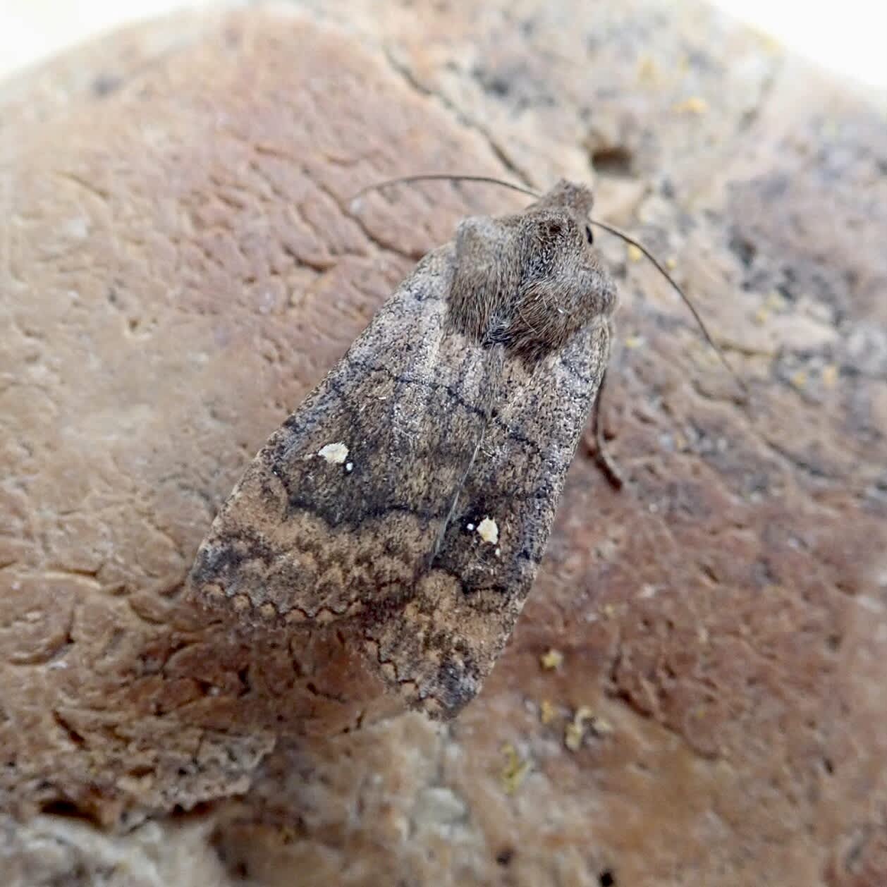 The Satellite (Eupsilia transversa) photographed in Somerset by Sue Davies