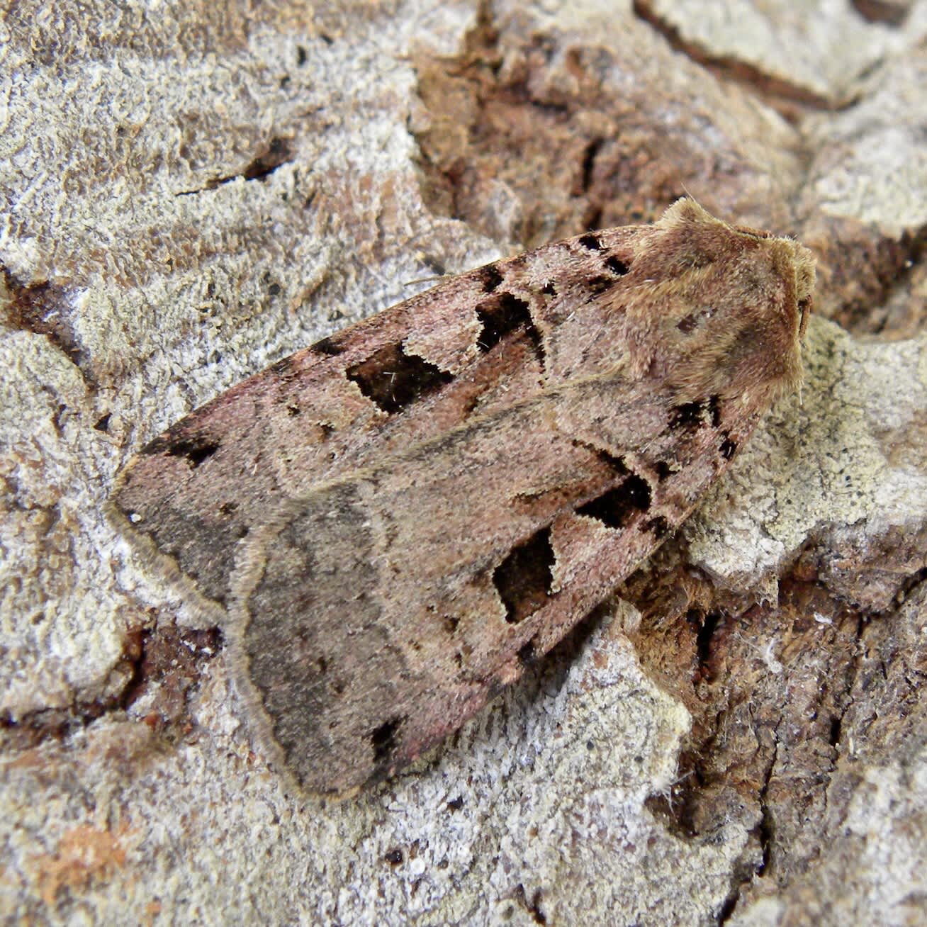 Double Square-spot (Xestia triangulum) photographed in Somerset by Sue Davies