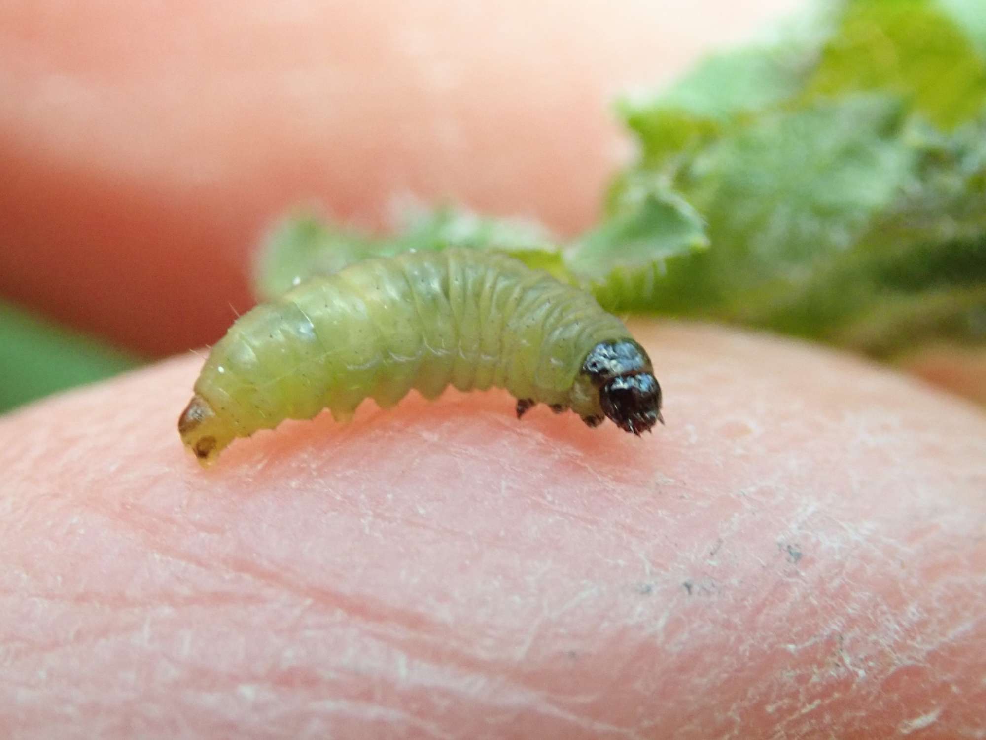 Currant-shoot Borer (Lampronia capitella) photographed in Somerset by Christopher Iles