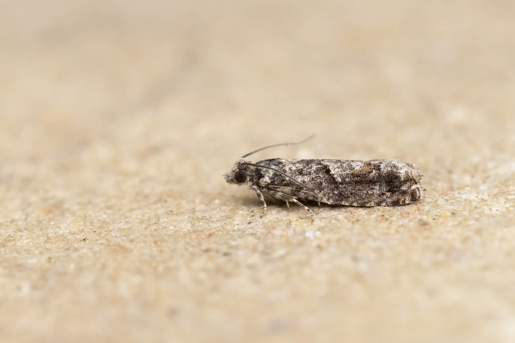 Common Birch Bell (Epinotia immundana) photographed in Somerset by Alex Perry