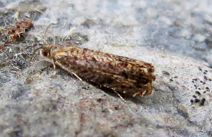 Pale-bordered Piercer (Grapholita janthinana) photographed in Somerset by Steve Chapple