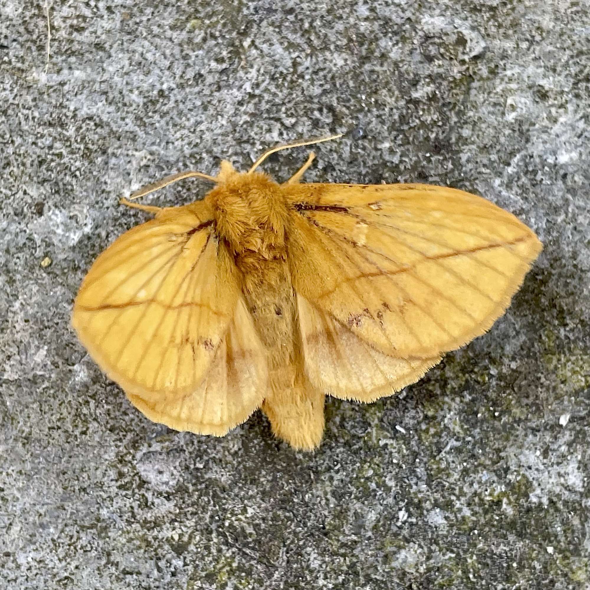 The Drinker (Euthrix potatoria) photographed in Somerset by Sue Davies