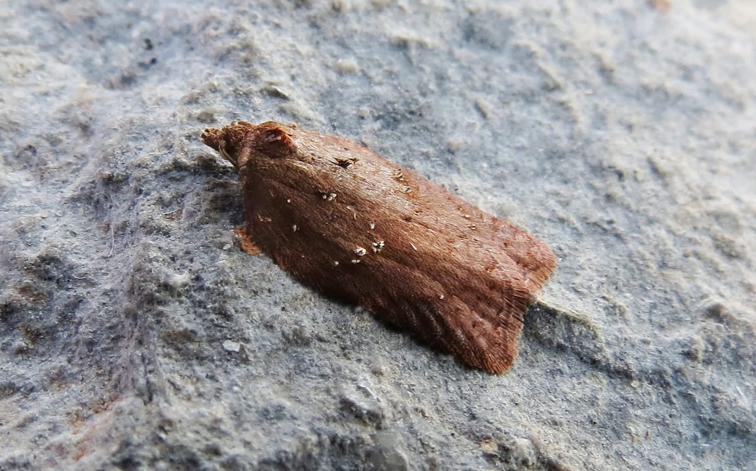 Viburnum Button (Acleris schalleriana) photographed in Somerset by Steve Chapple