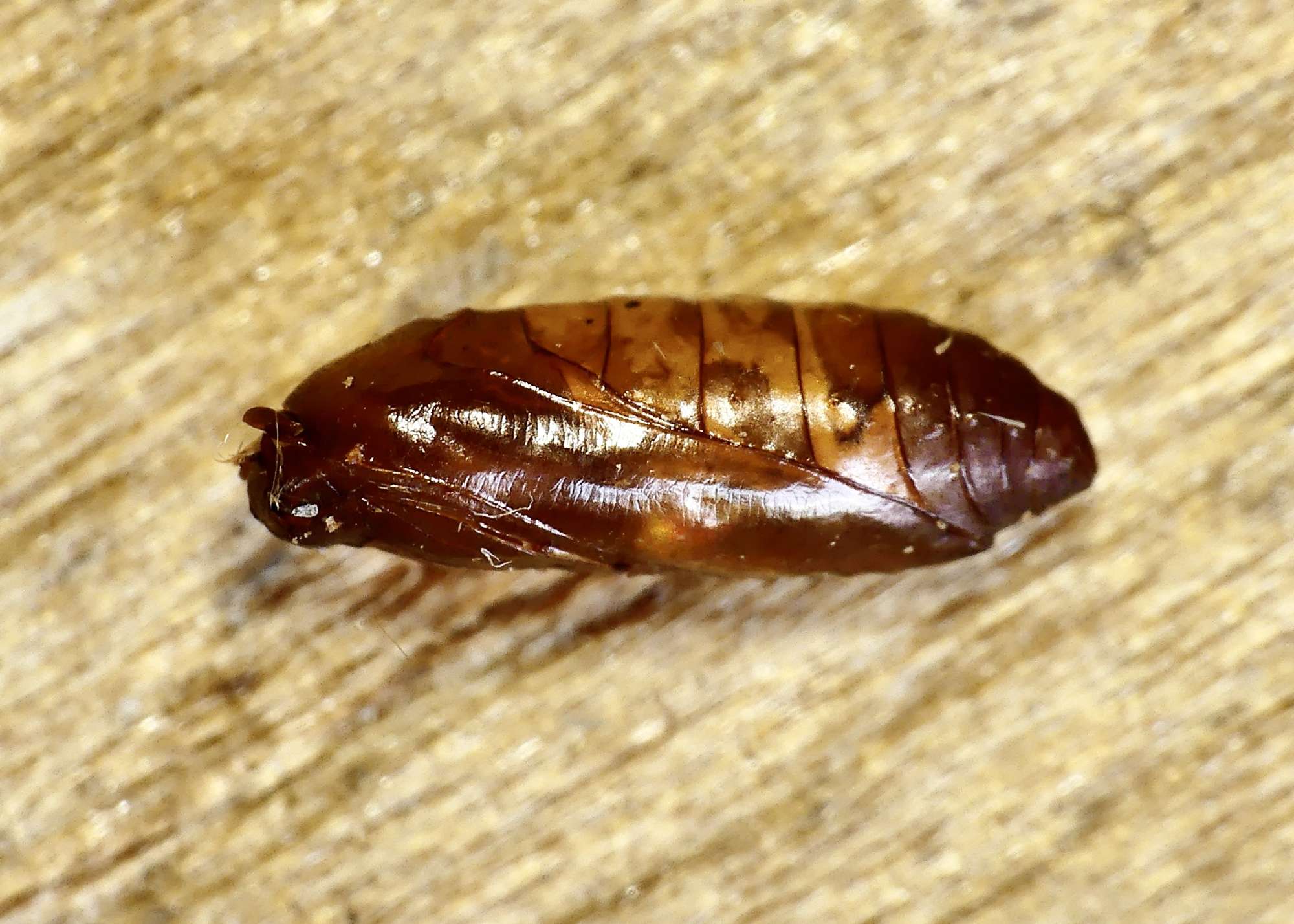 Dingy Dowd (Blastobasis adustella) photographed in Somerset by Paul Wilkins