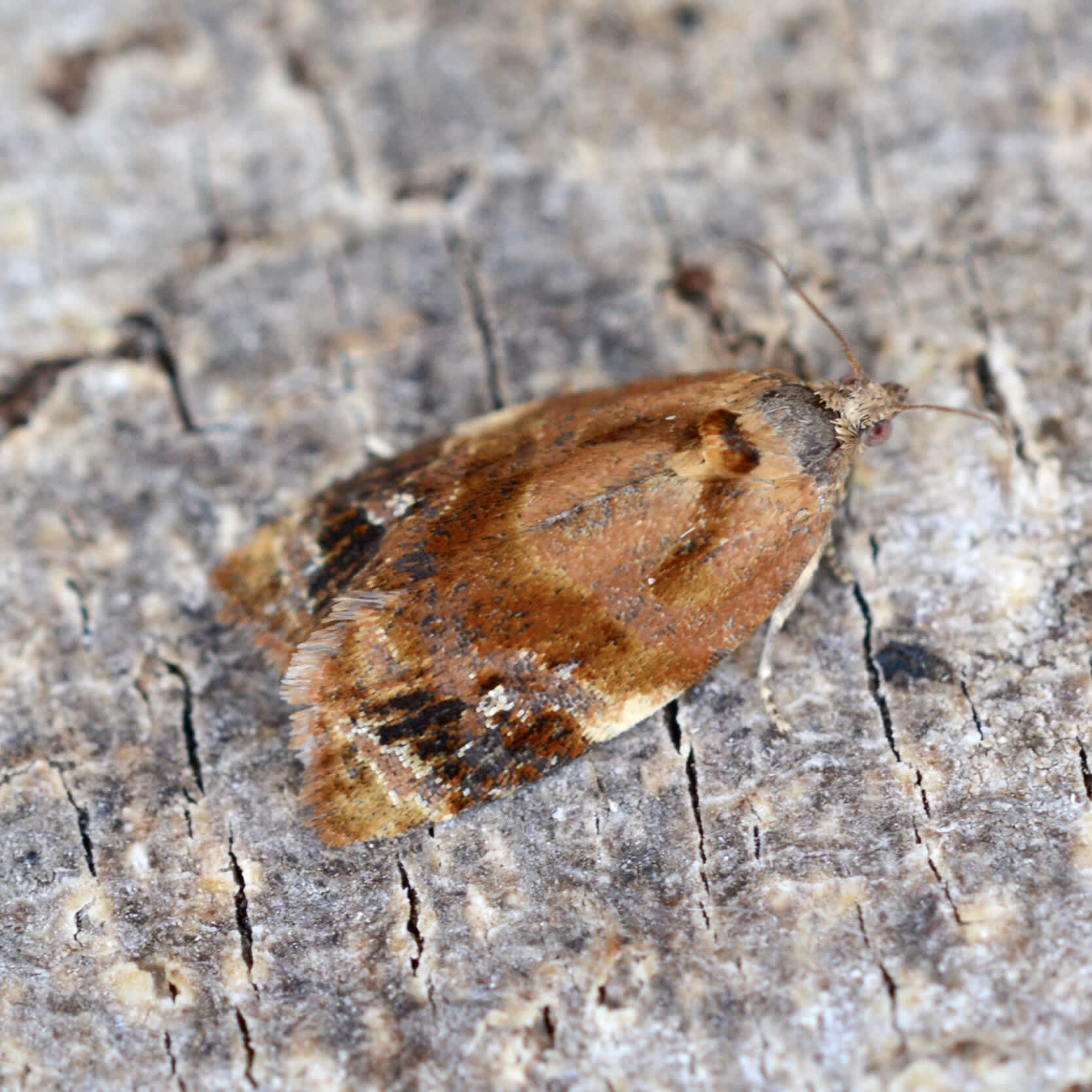 Red-barred Tortrix (Ditula angustiorana) photographed in Somerset by Sue Davies