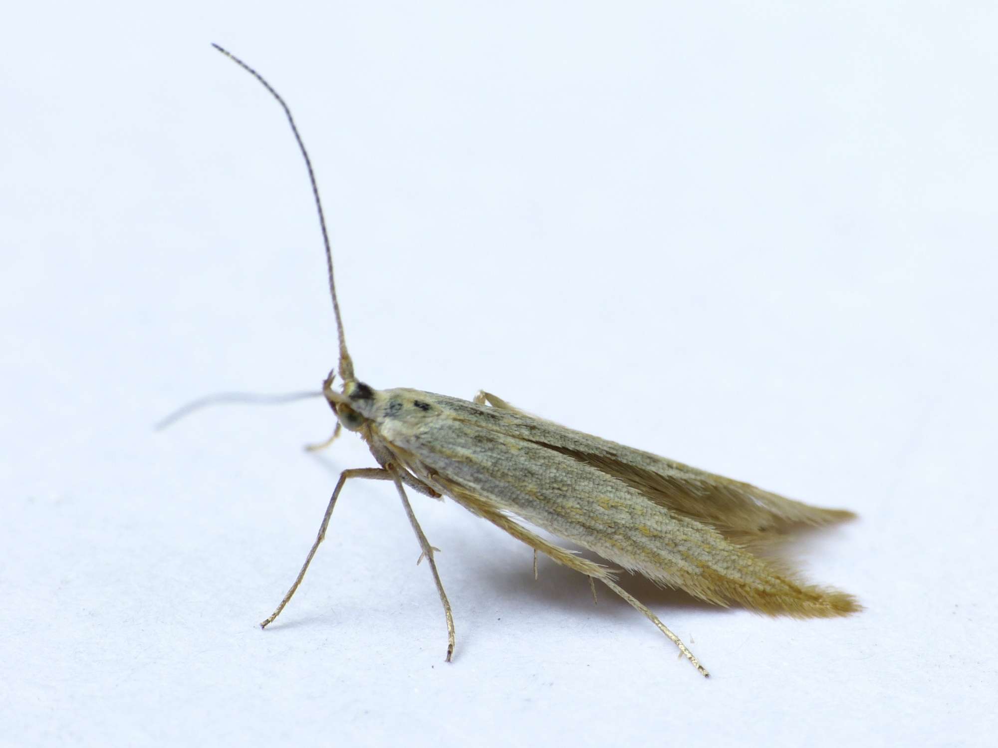 Woundwort Case-bearer (Coleophora lineolea) photographed in Somerset by Paul Wilkins