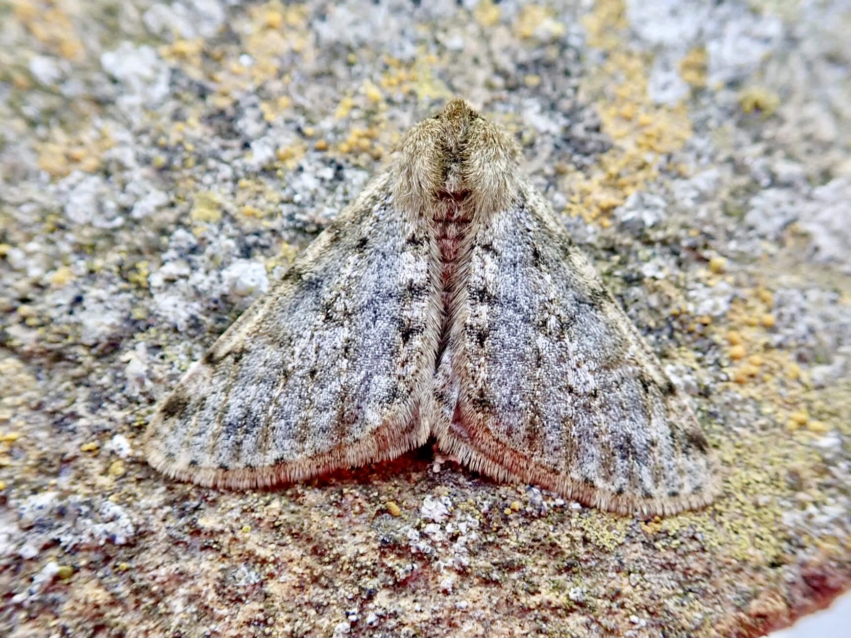 Pale Brindled Beauty (Phigalia pilosaria) photographed in Somerset by Sue Davies