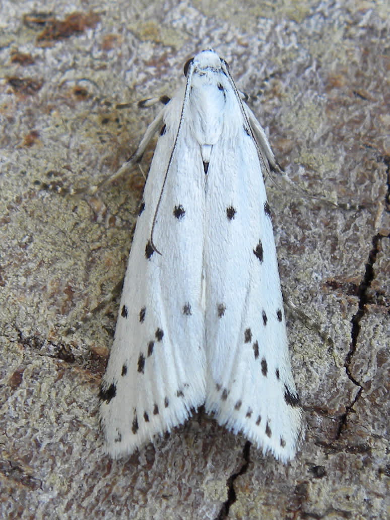 Thistle Ermine (Myelois circumvoluta) photographed in Somerset by Sue Davies