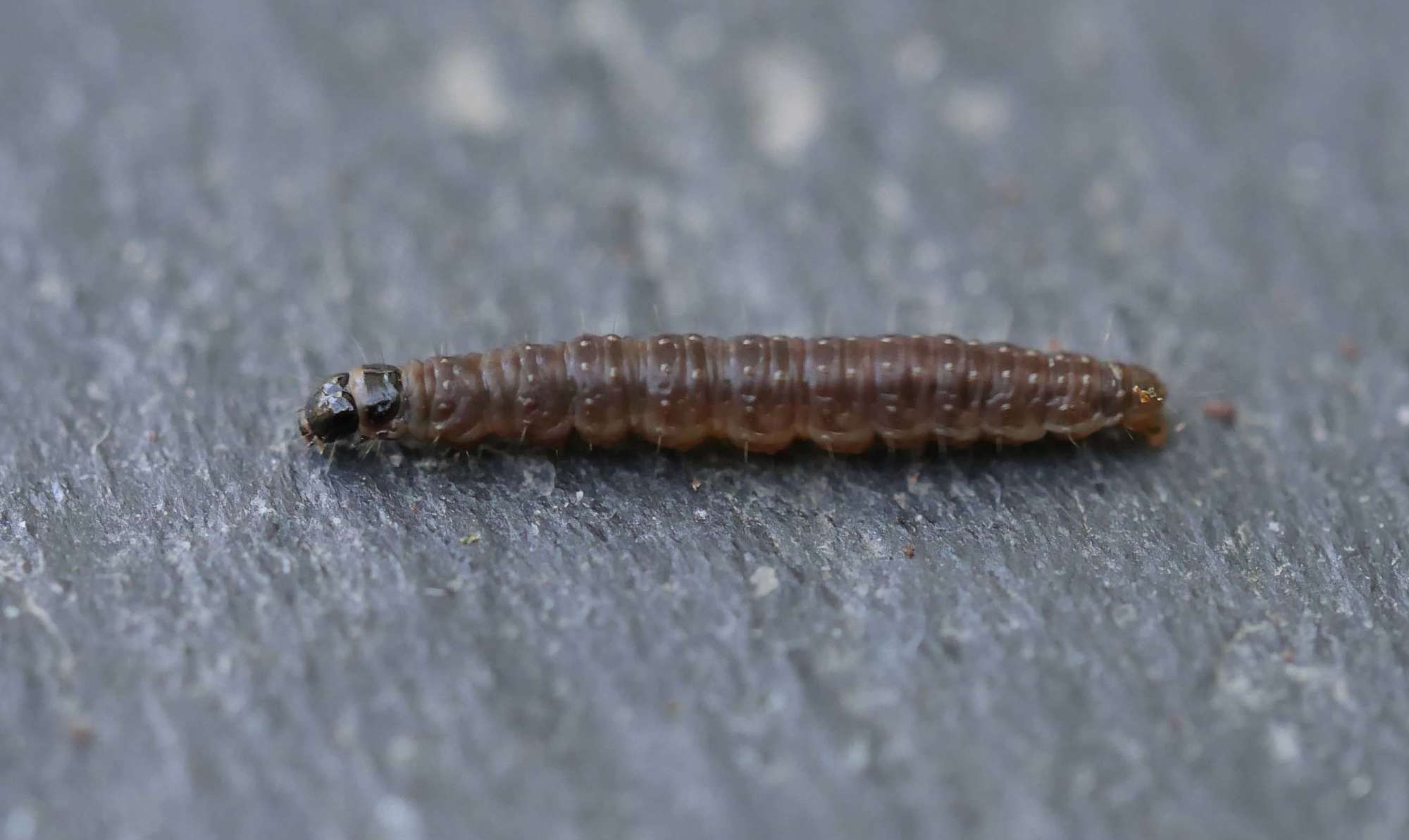 Common Marble (Celypha lacunana) photographed in Somerset by Jenny Vickers