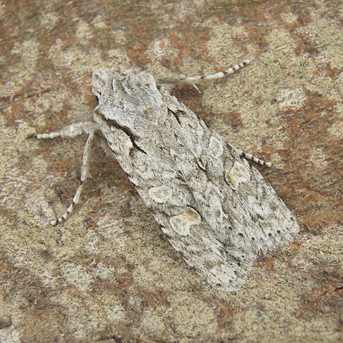 Grey Shoulder-knot (Lithophane ornitopus) photographed in Somerset by Sue Davies