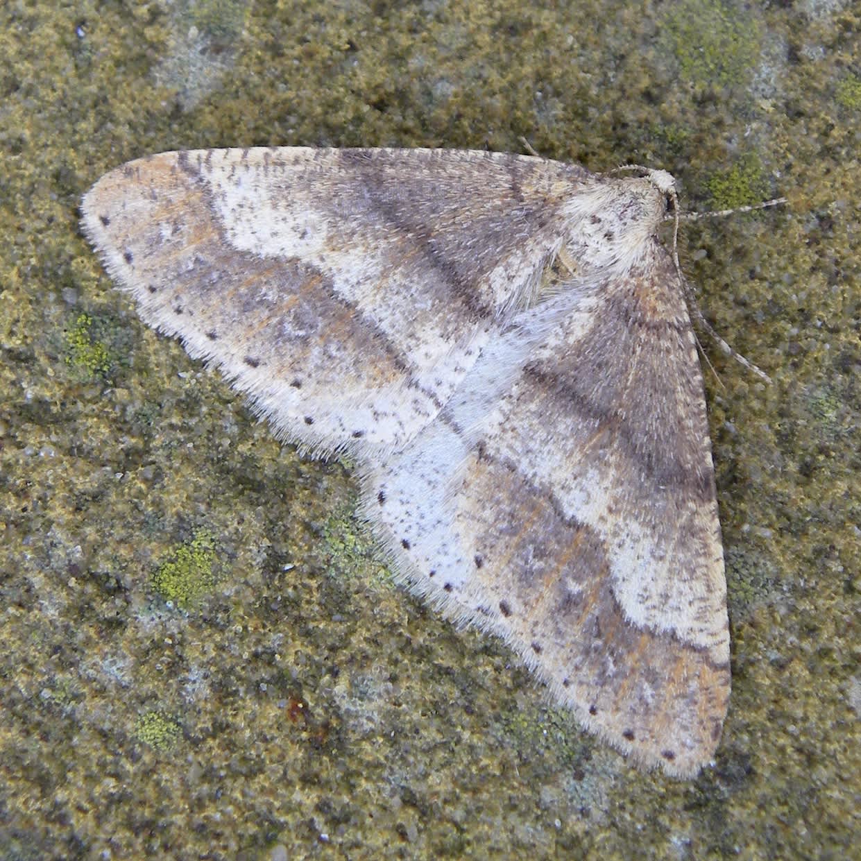 Dotted Border (Agriopis marginaria) photographed in Somerset by Sue Davies