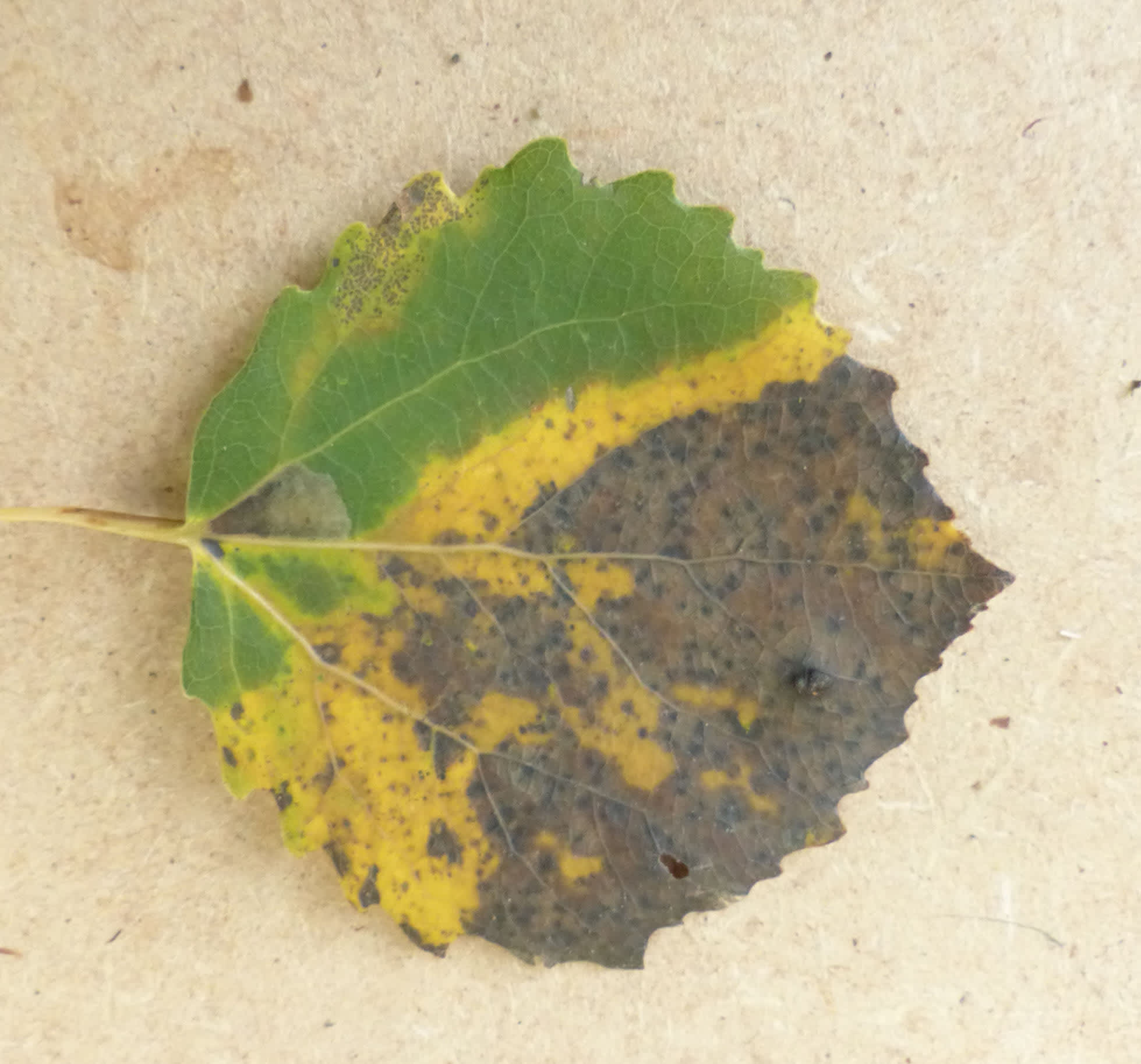 Virgin Pigmy (Ectoedemia argyropeza) photographed in Somerset by Jenny Vickers