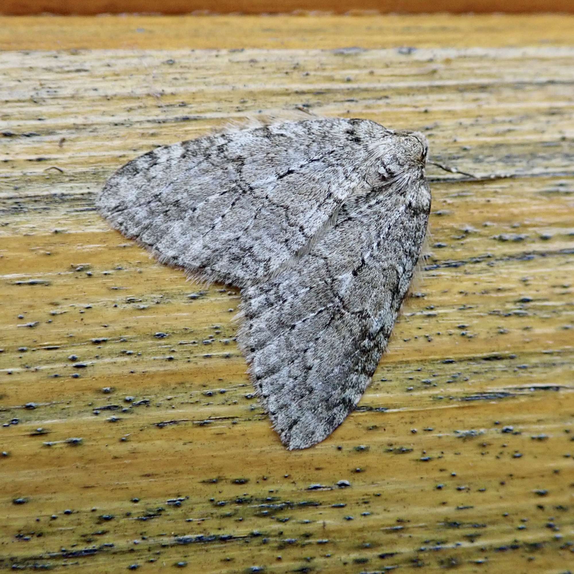 November Moth (Epirrita dilutata) photographed in Somerset by Sue Davies