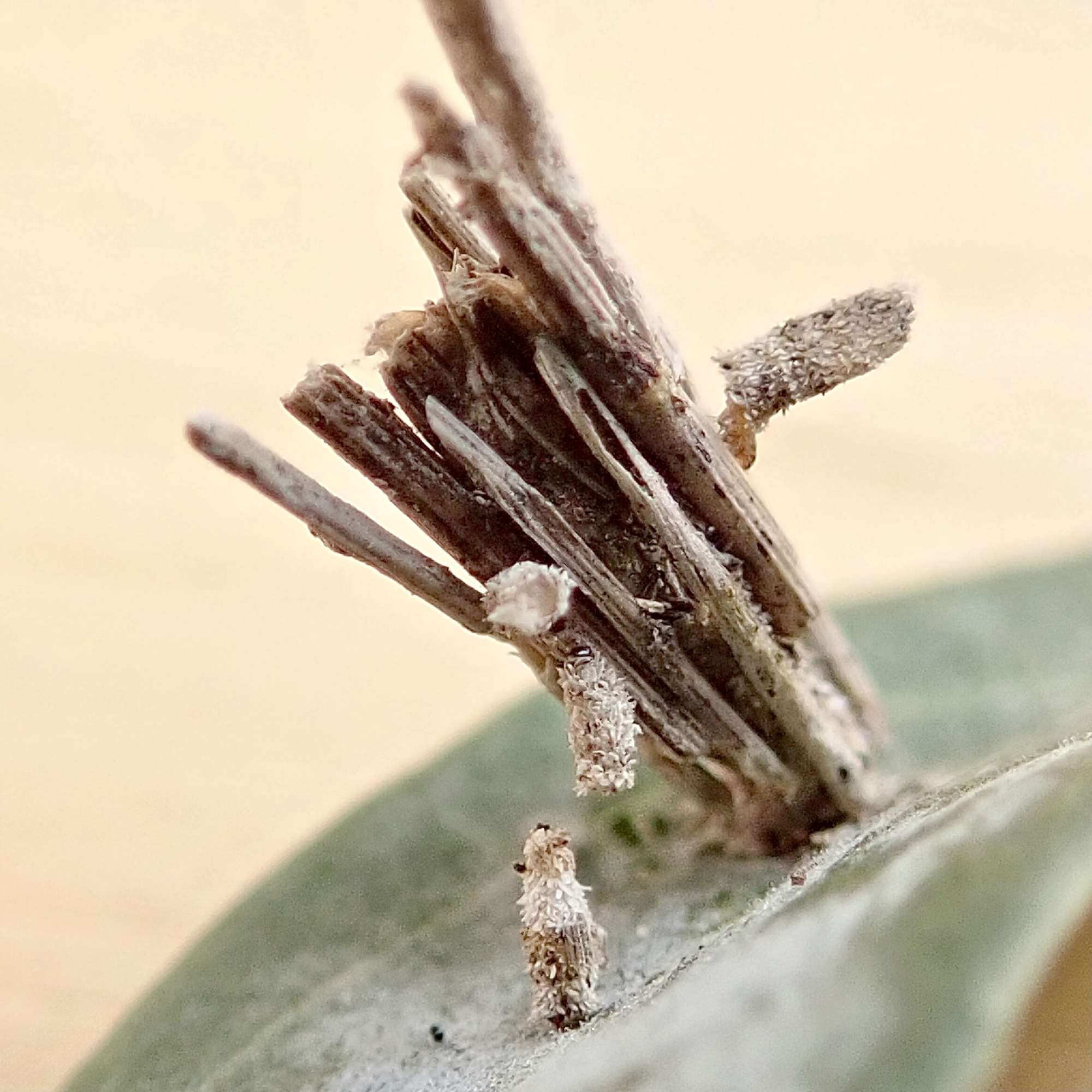Common Bagworm (Psyche casta) photographed in Somerset by Sue Davies
