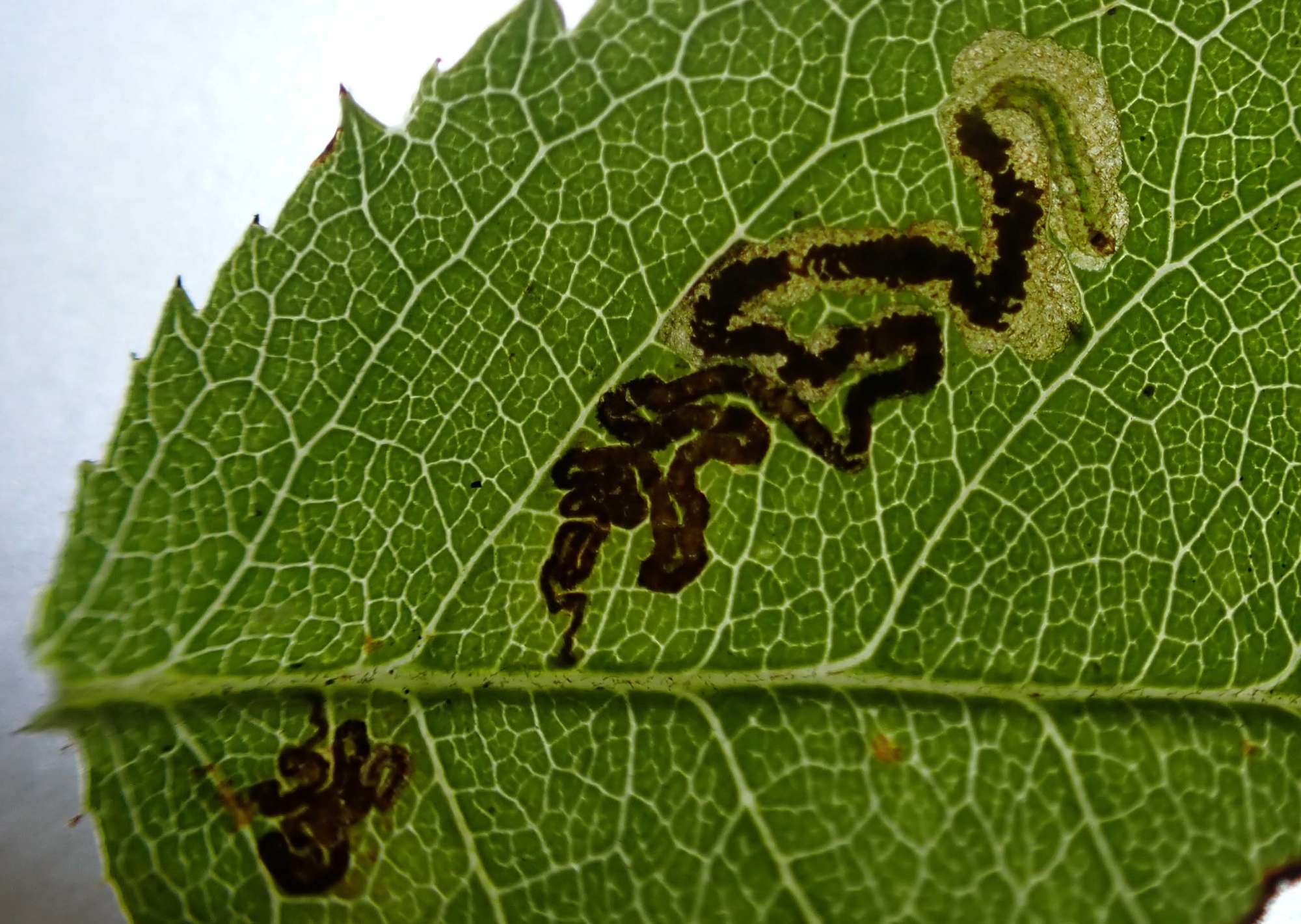 Bent-barred Pigmy (Ectoedemia angulifasciella) photographed in Somerset by Jenny Vickers