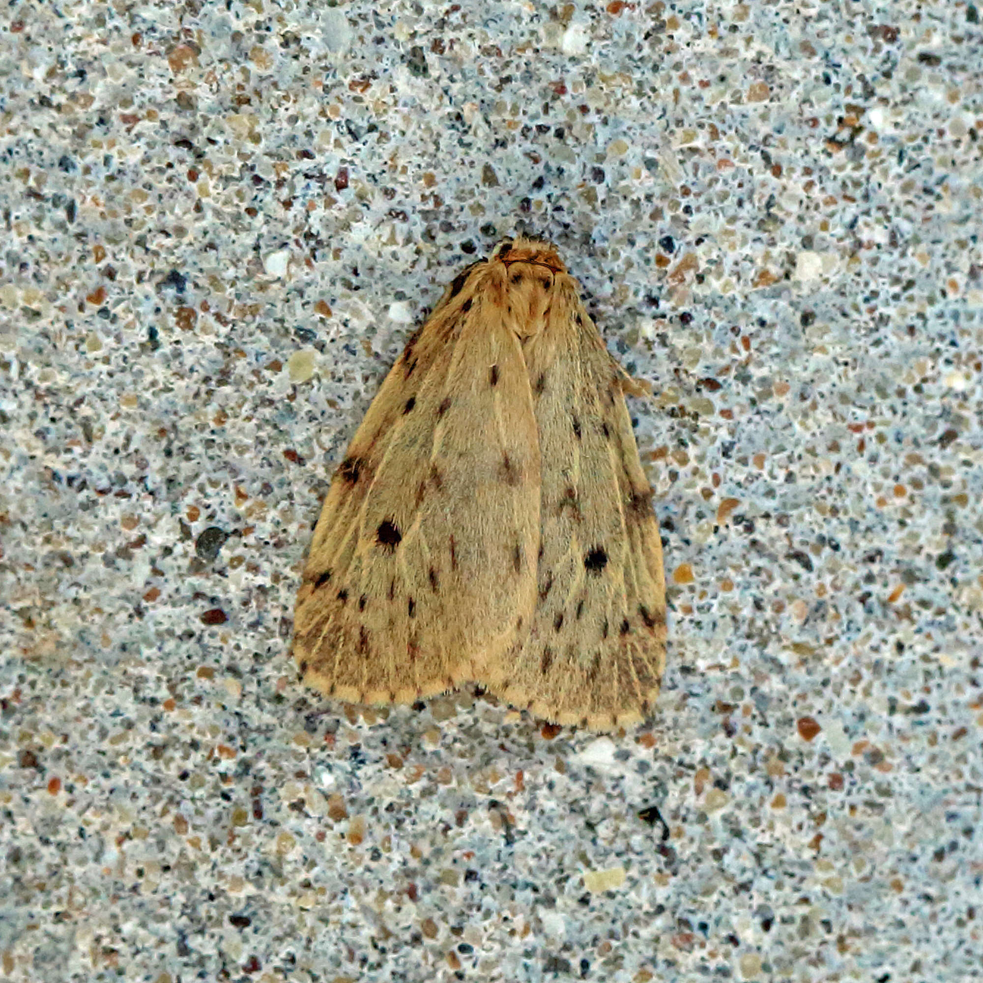 Round-winged Muslin (Thumatha senex) photographed in Somerset by Nigel Voaden