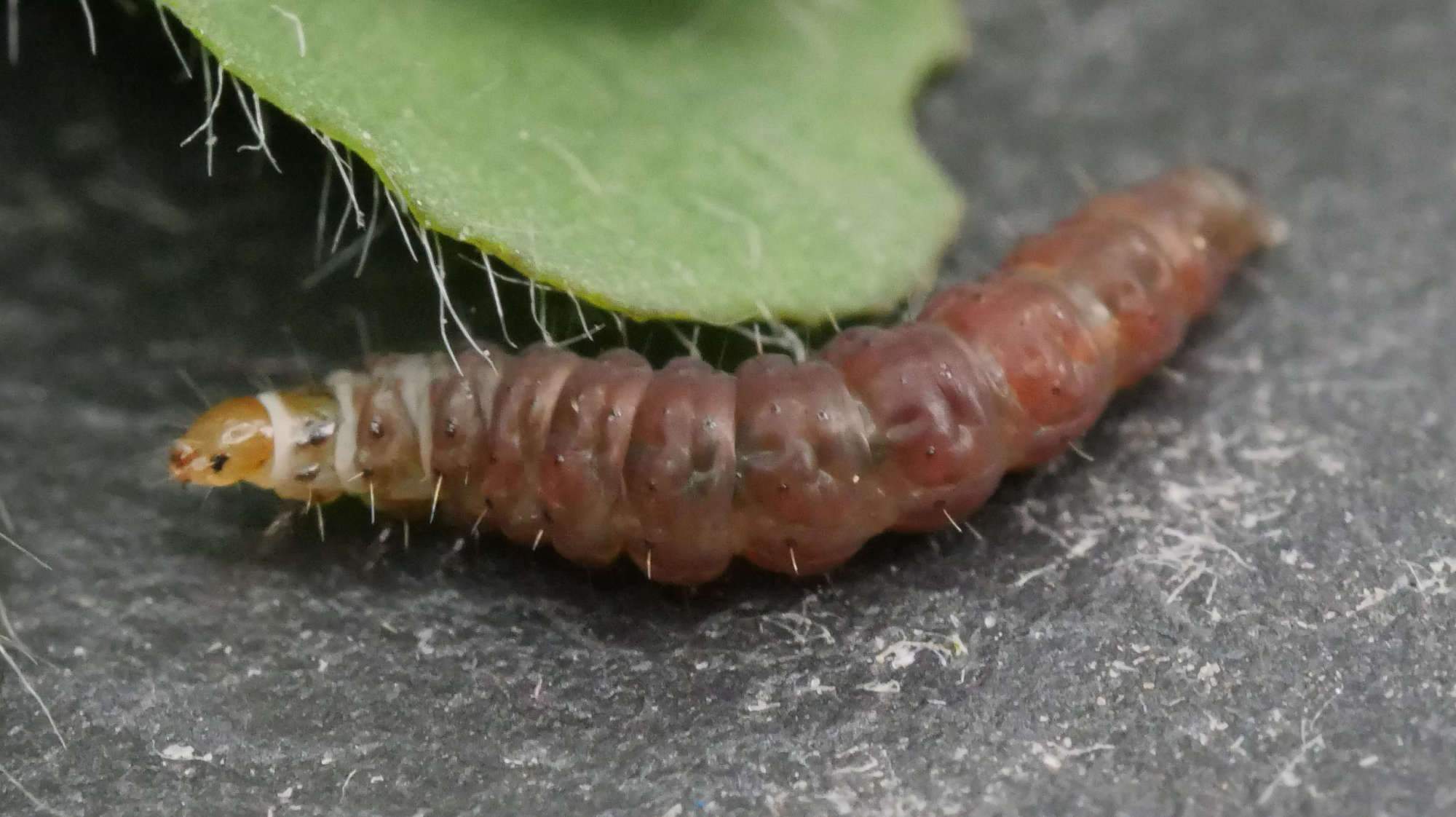 White-trap Sober (Aproaerema larseniella) photographed in Somerset by Jenny Vickers