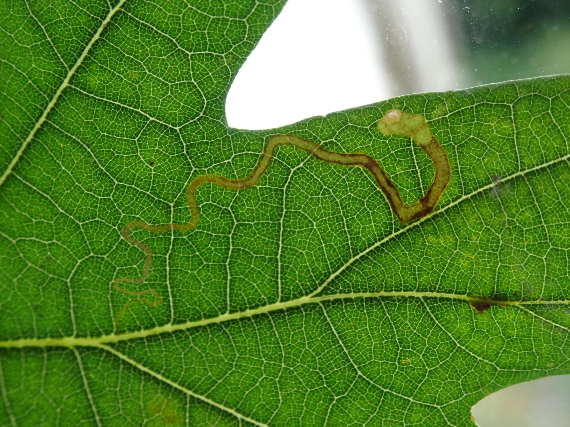 Base-spotted Pigmy (Stigmella basiguttella) photographed in Somerset by Christopher Iles