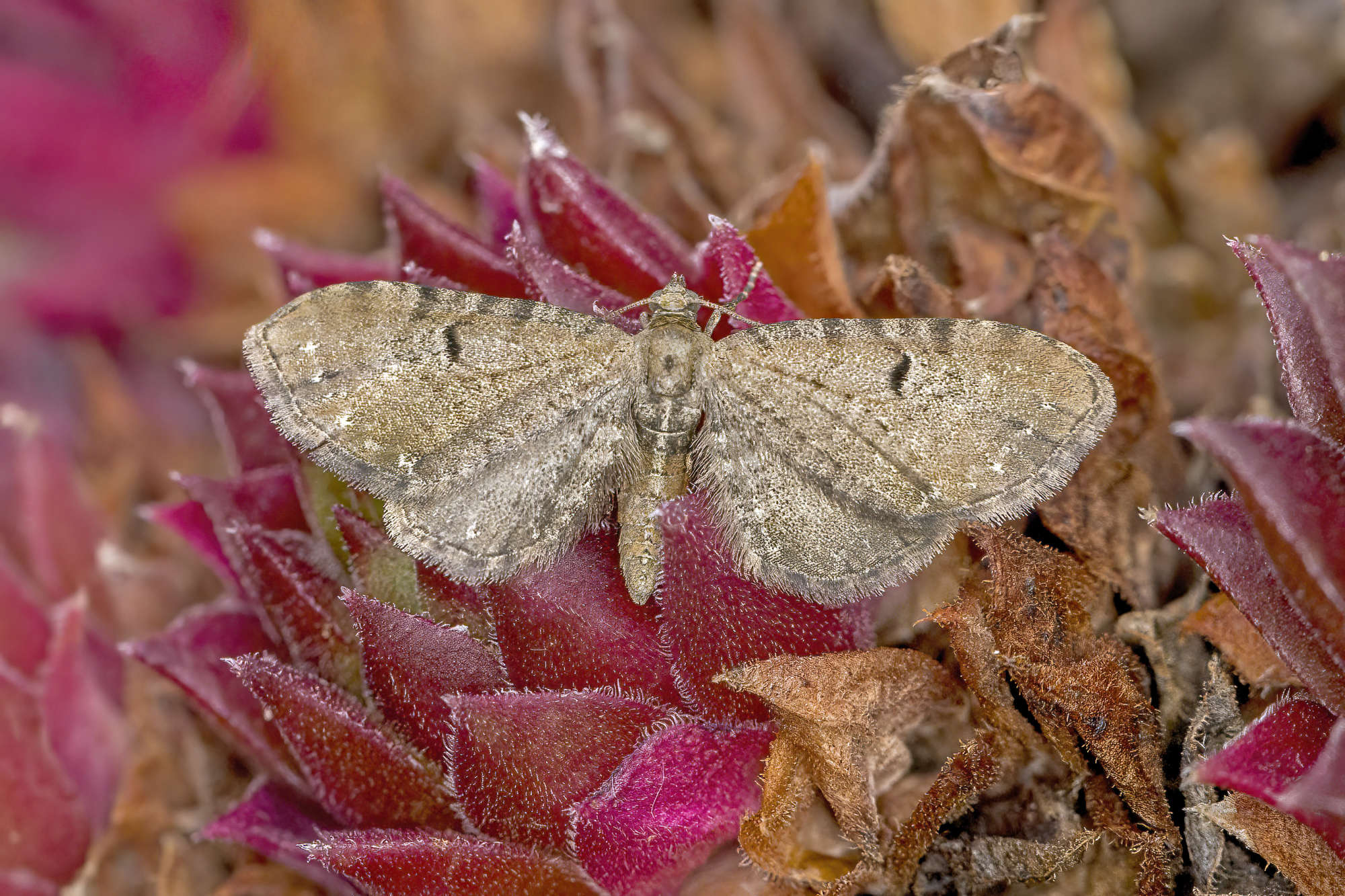 Currant Pug (Eupithecia assimilata) photographed in Somerset by Nigel Voaden